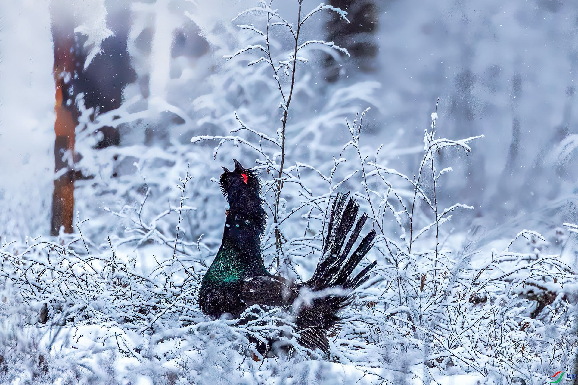 060A1255 ����-Sh----1 .jpg