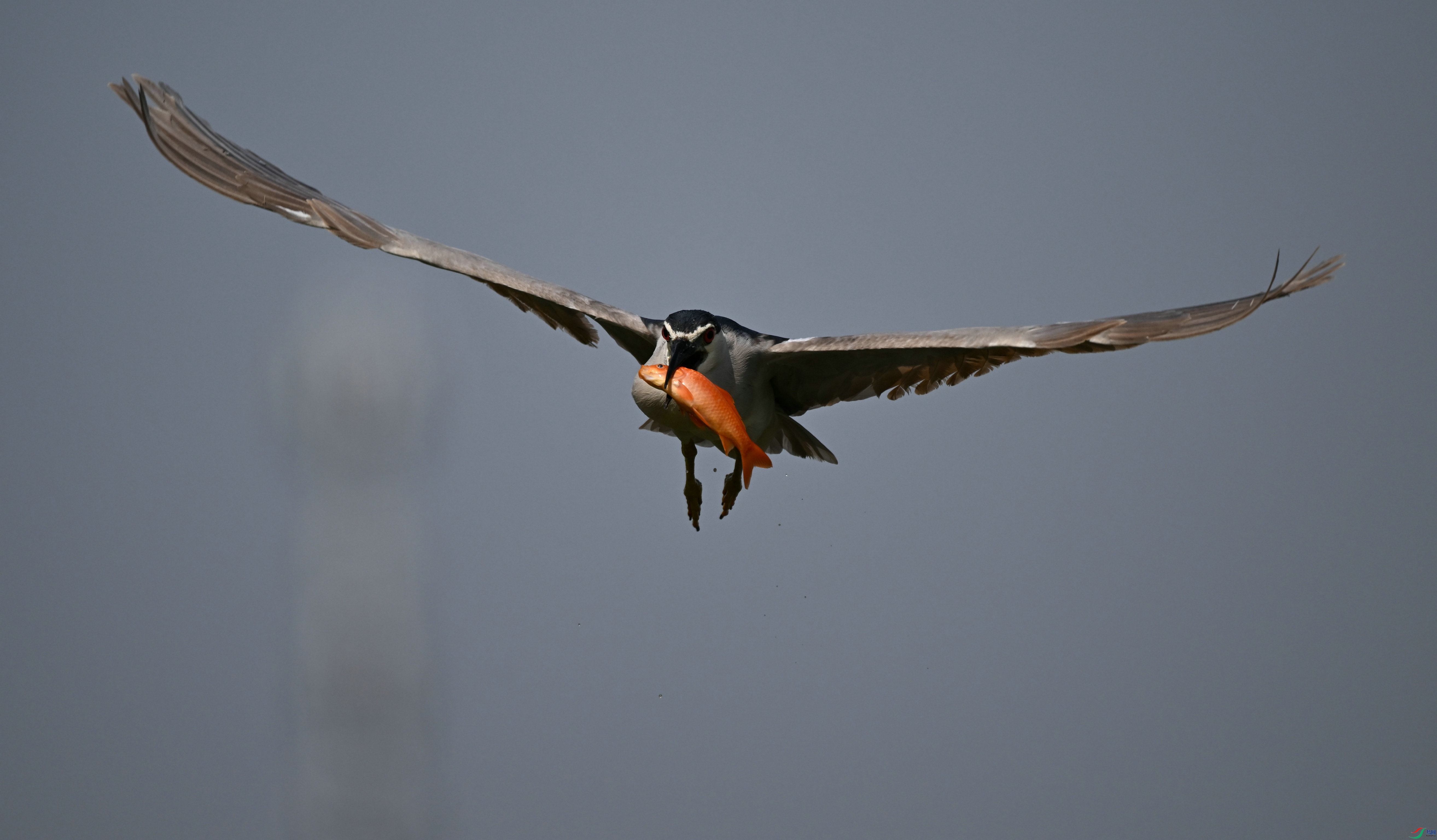 DSC_0998.jpg