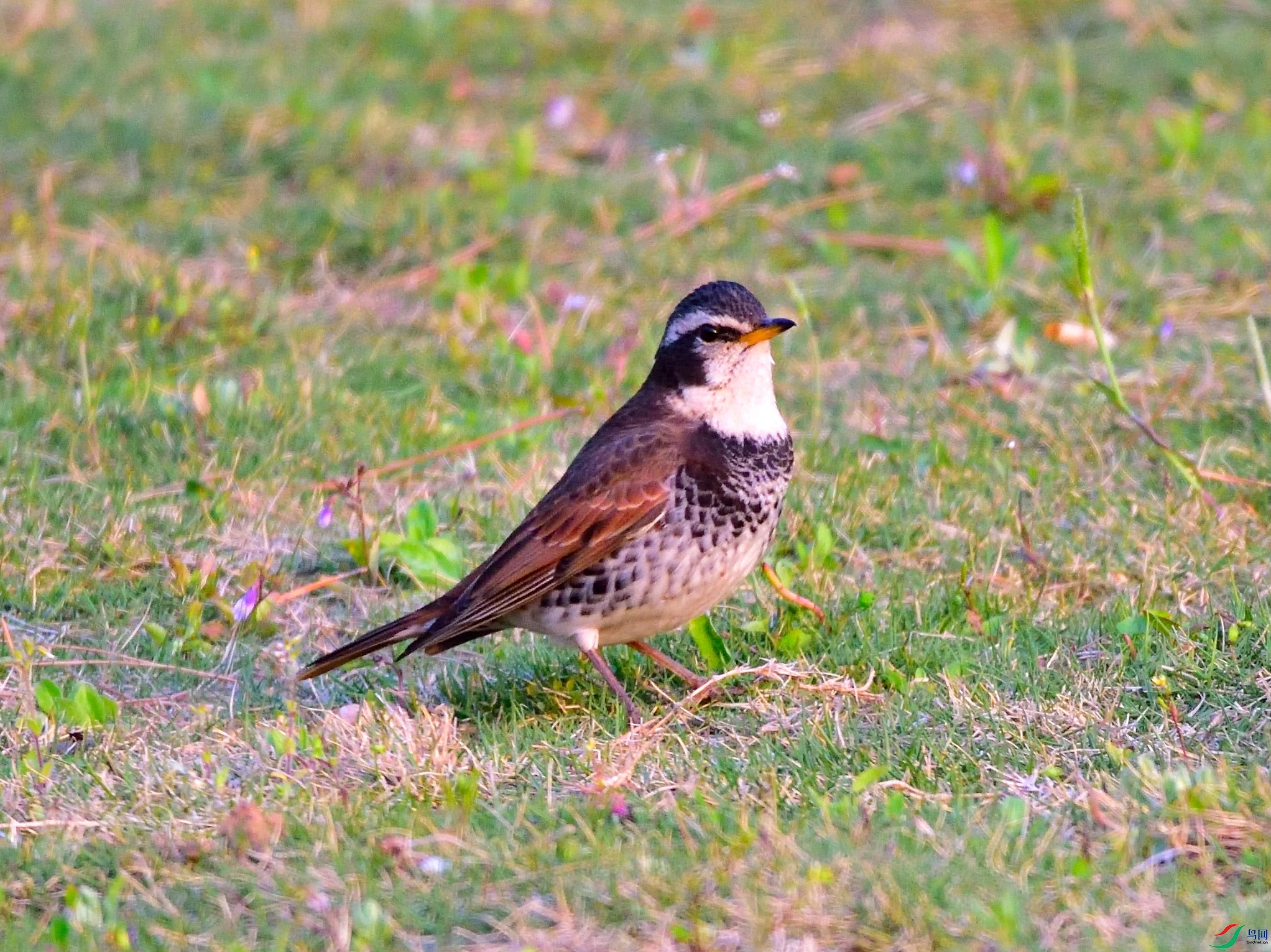 DSC_1328-2020-4-22.JPG