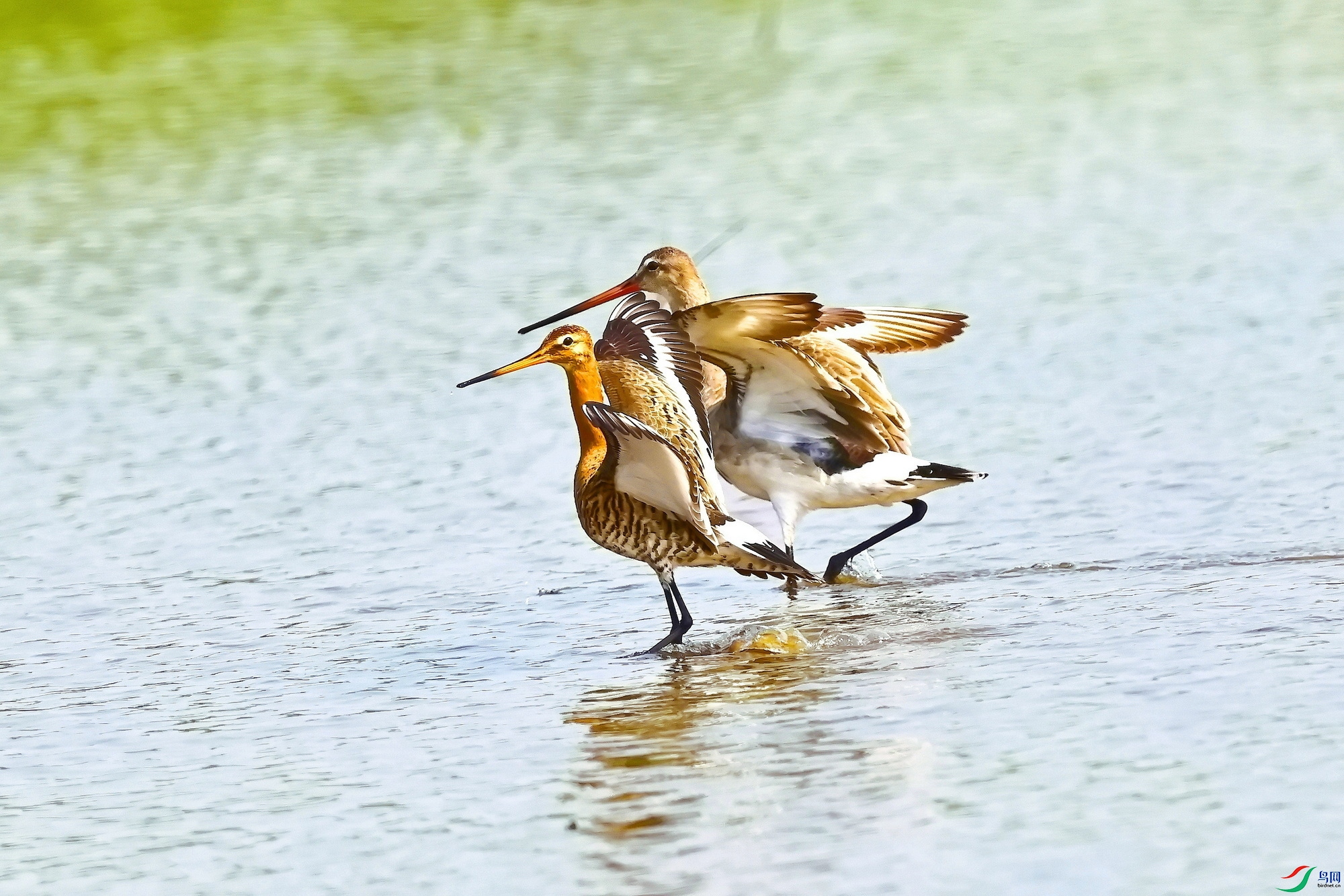 IMG_9559-1.JPG