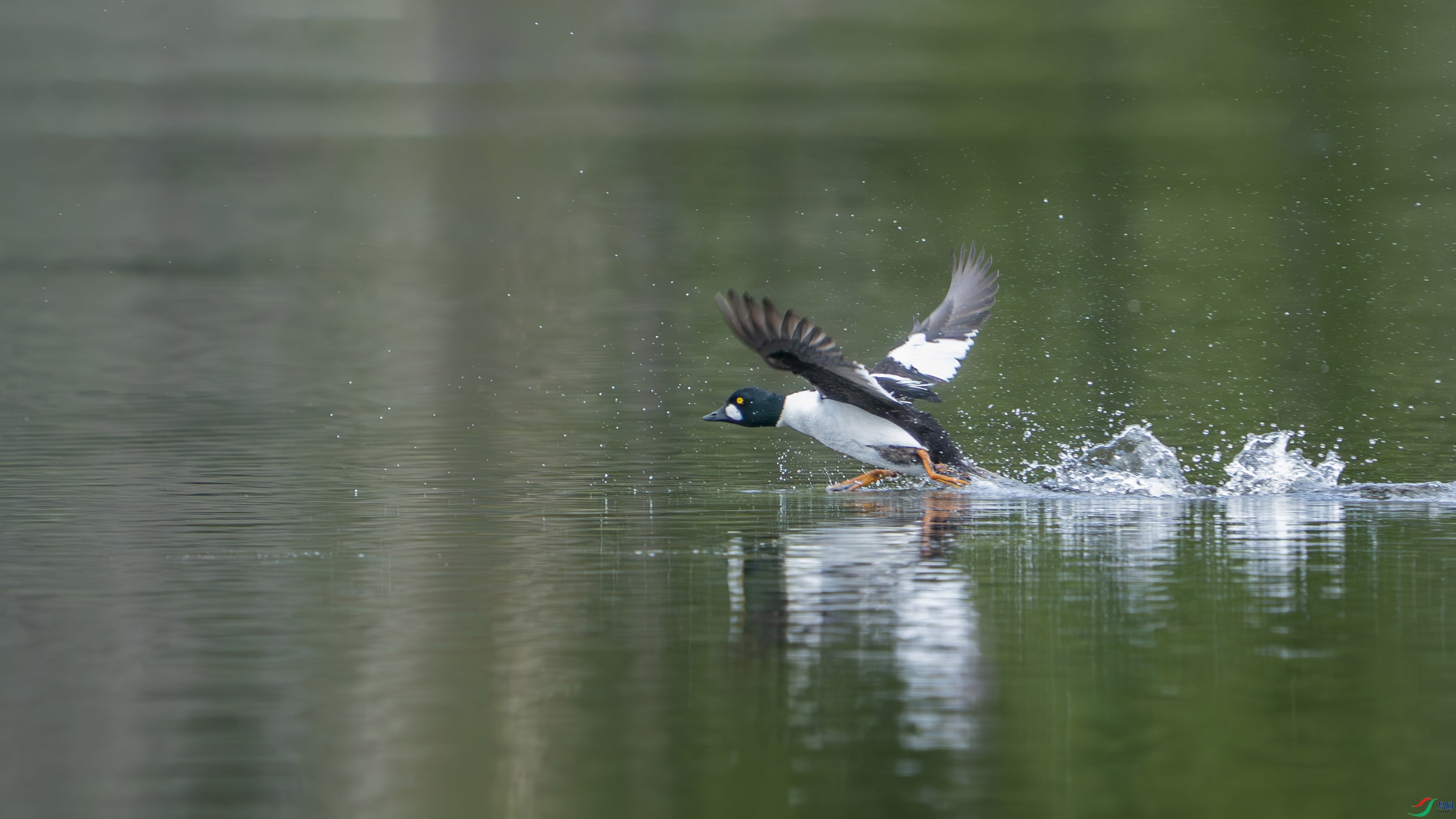 ZZX05631-����ǿ-NR ���� 2.jpg