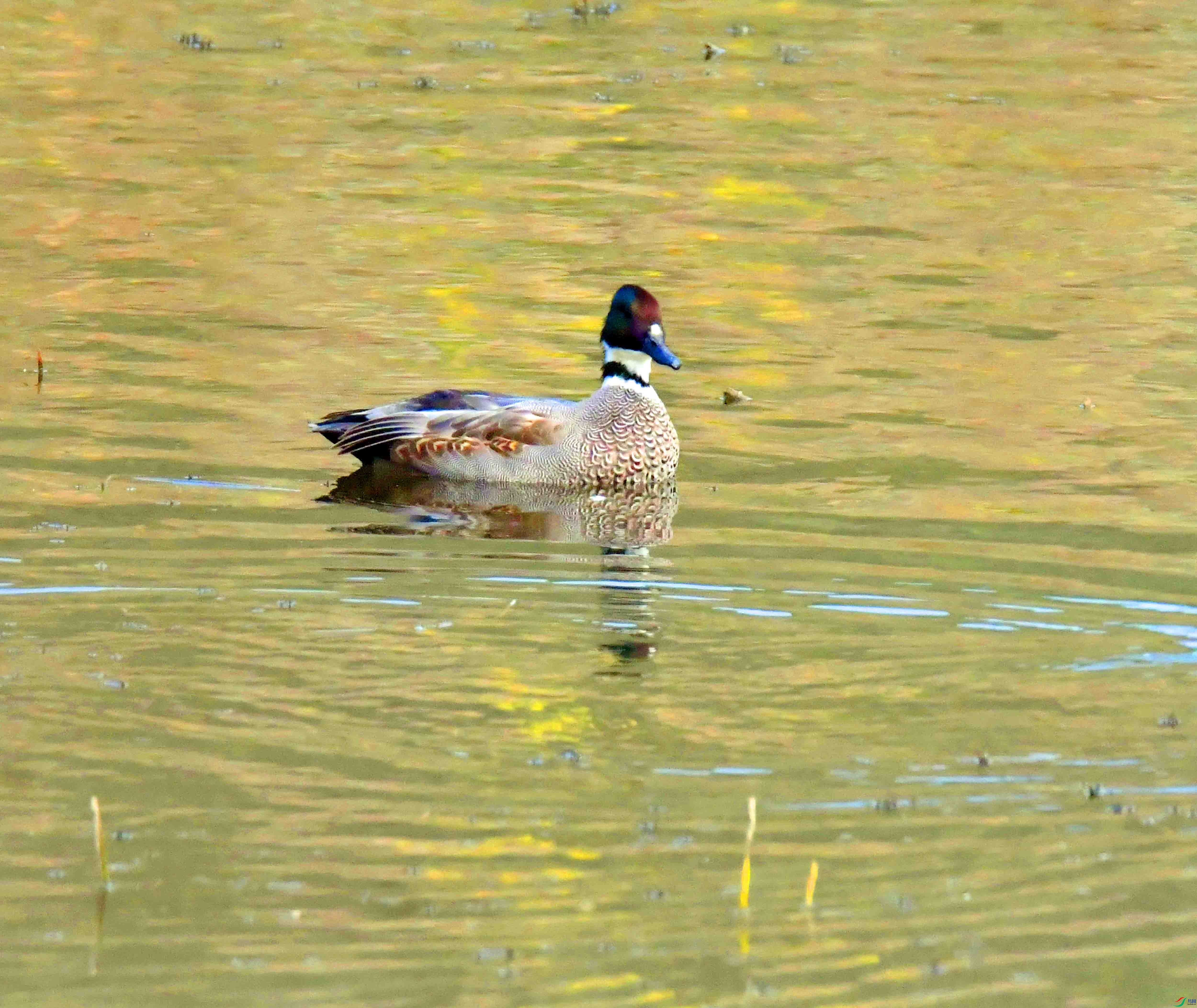 DSC_3480.JPG
