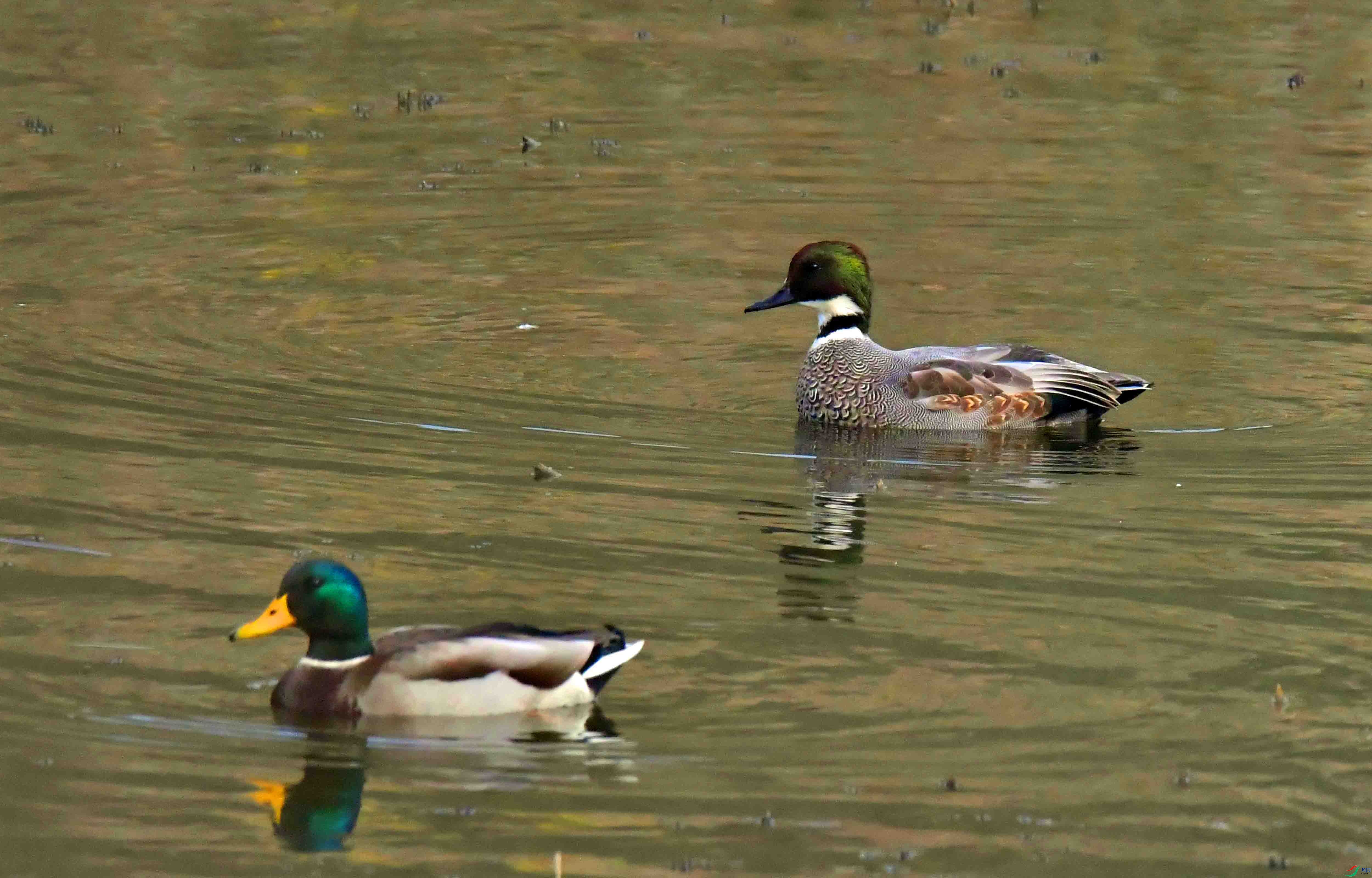 DSC_3477.JPG