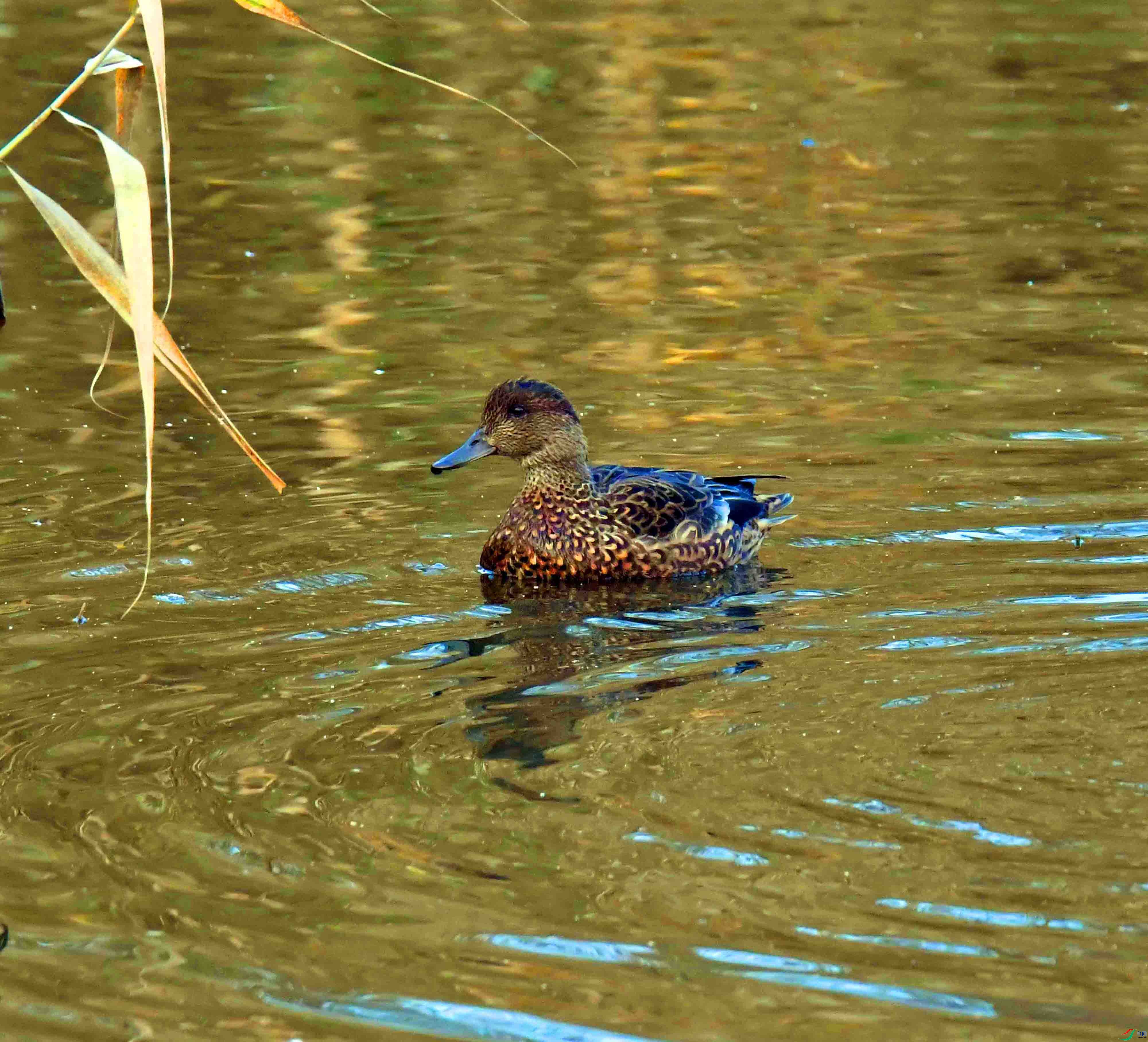 DSC_3740.JPG