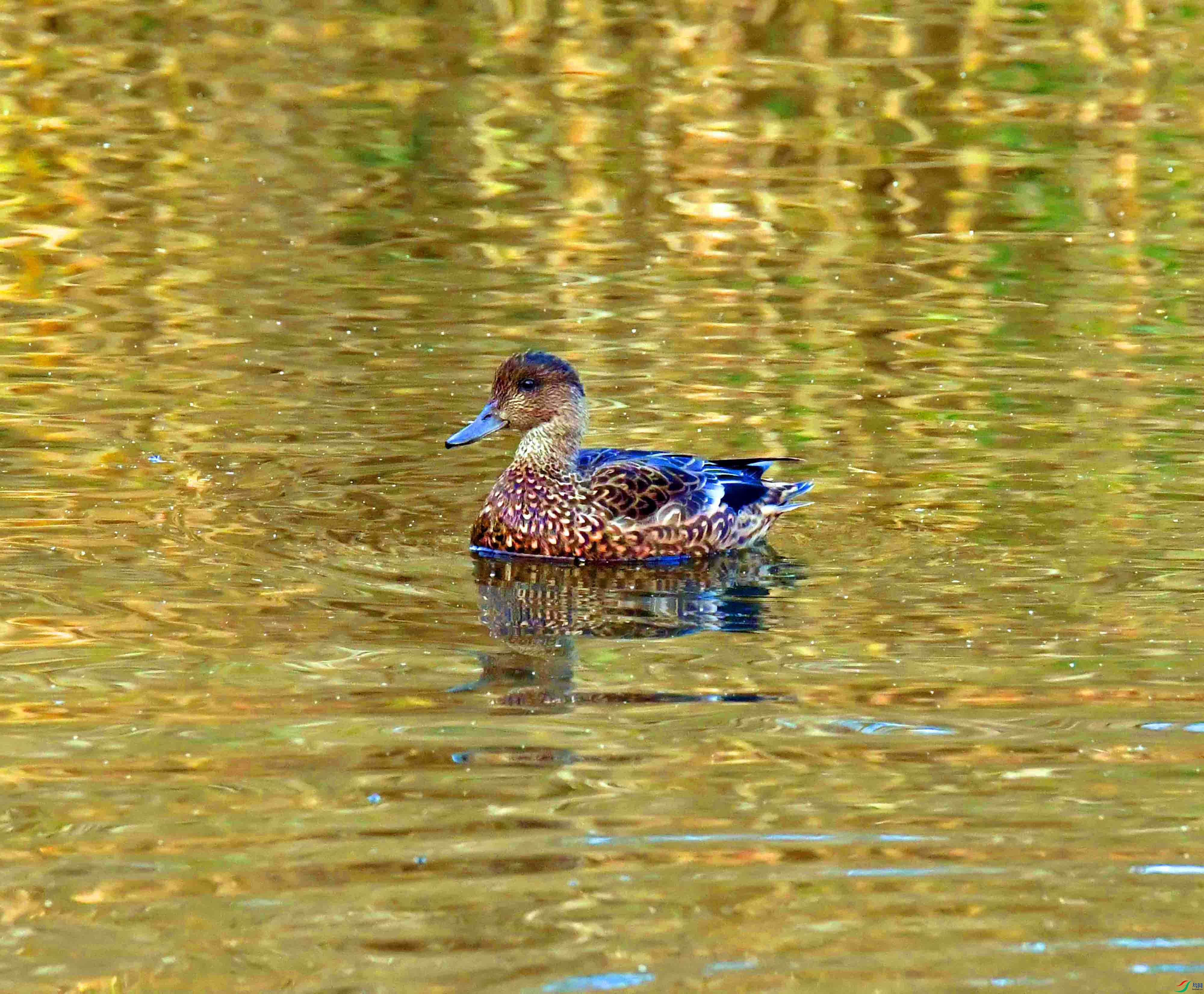 DSC_3739.JPG