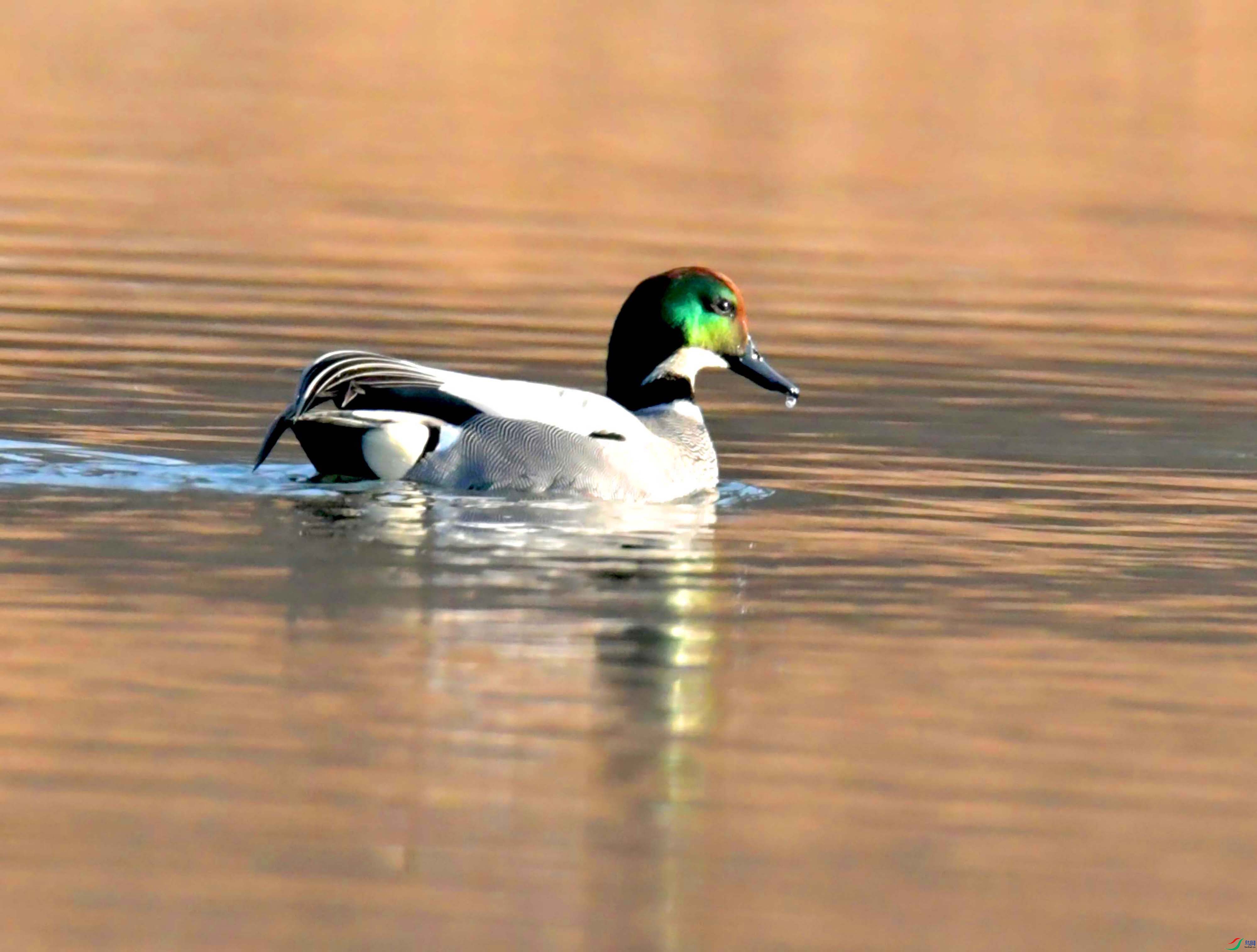 DSC_3946.JPG