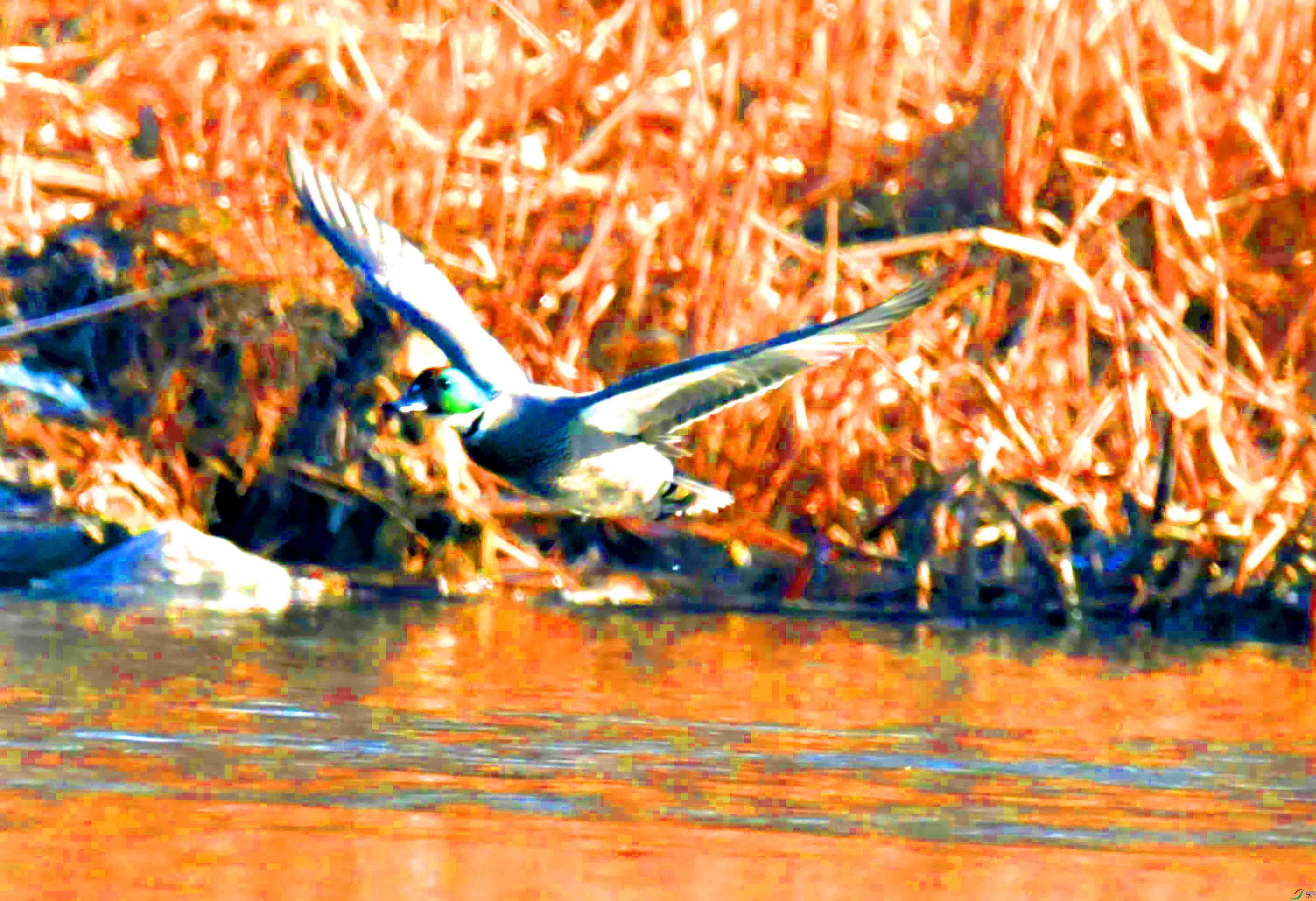 DSC_3984.JPG