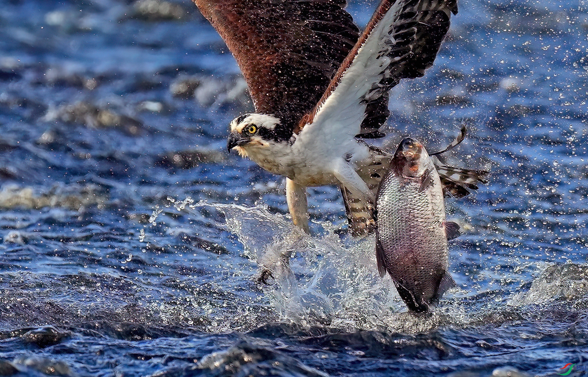 DSC04391--..jpg