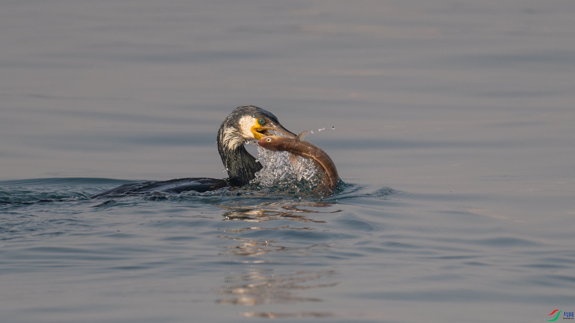 _DSC1071-1x23.jpg