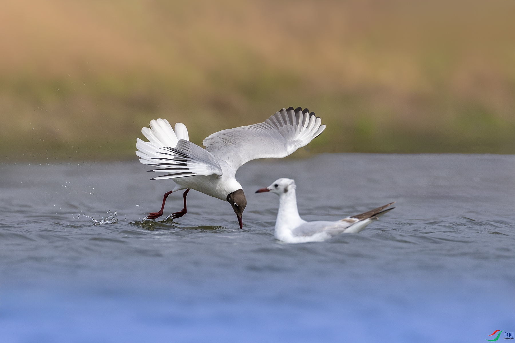 488A6813 ����.jpg