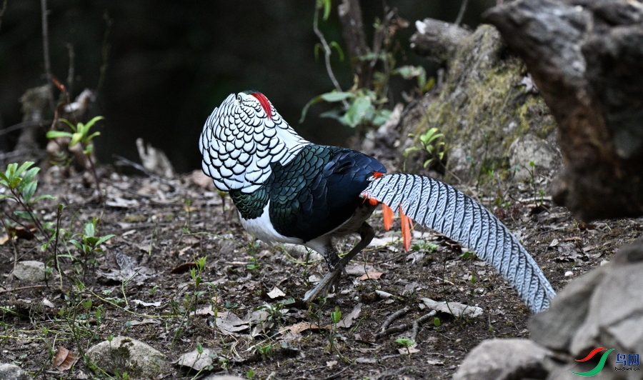 DSC_4981.JPG