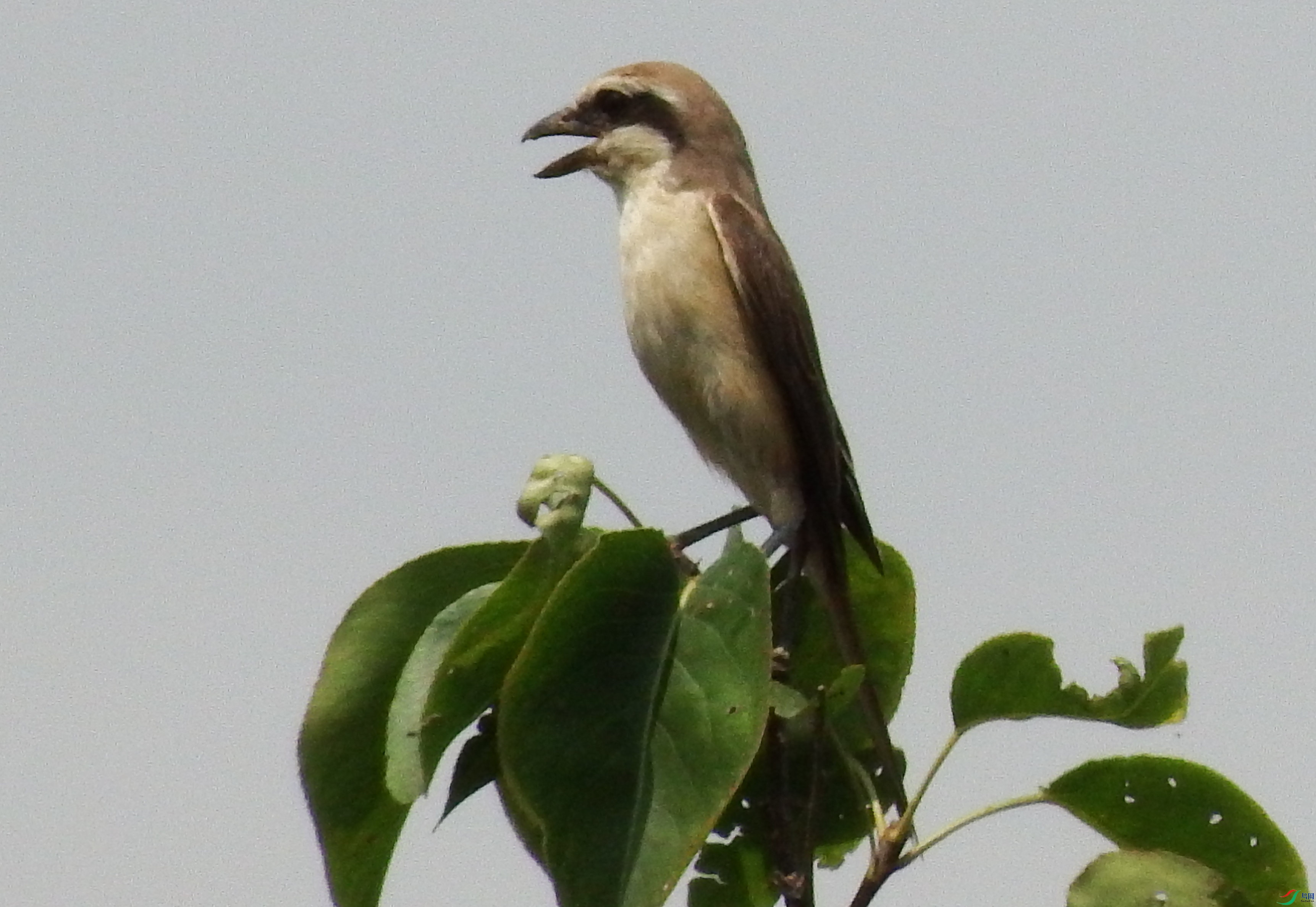 Aves_���_dch_2018��08��02��.jpg