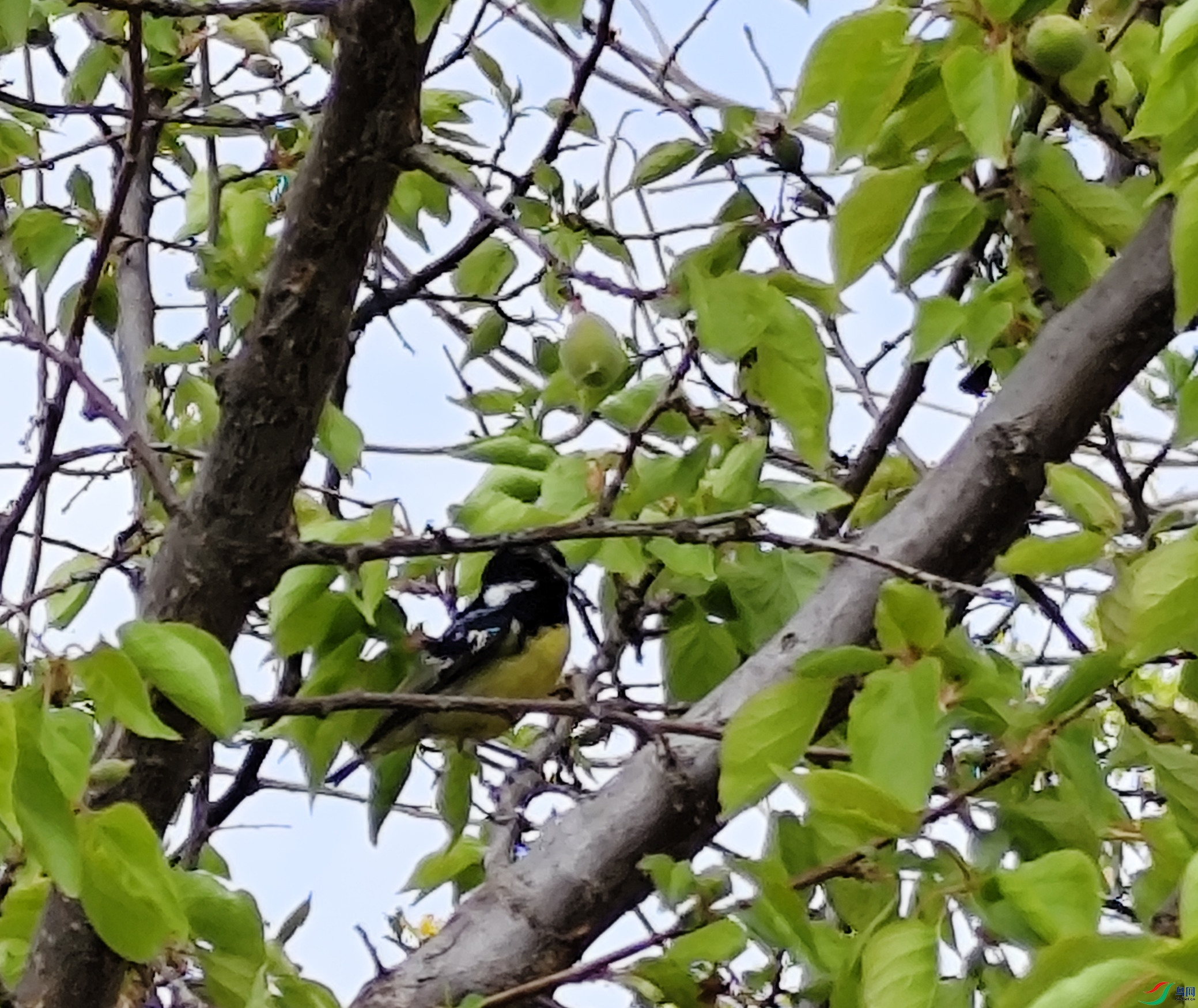 Prunus armeniaca L._��_PPBC_21245427_�γ���__.jpg