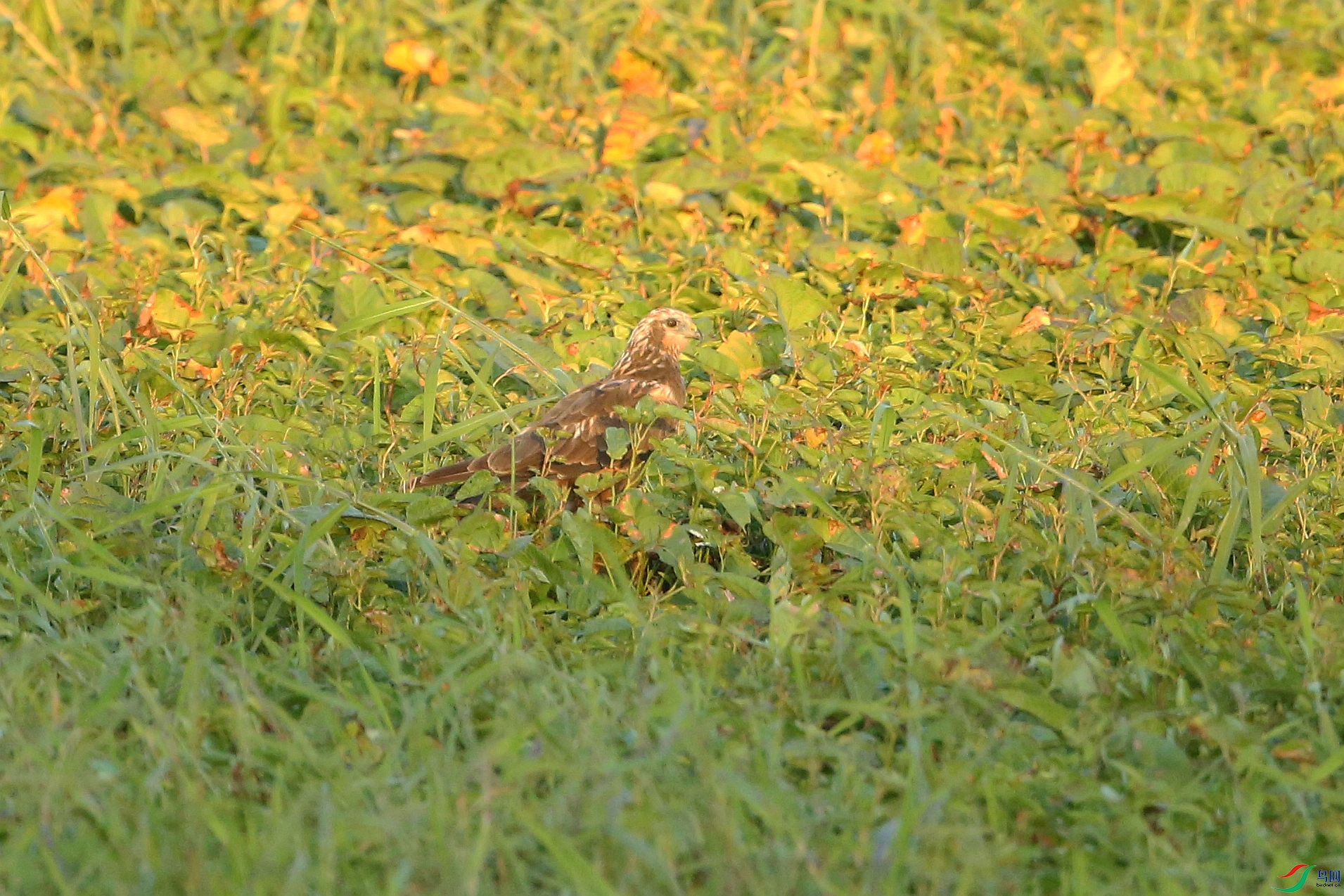 Picture 15745616.jpg