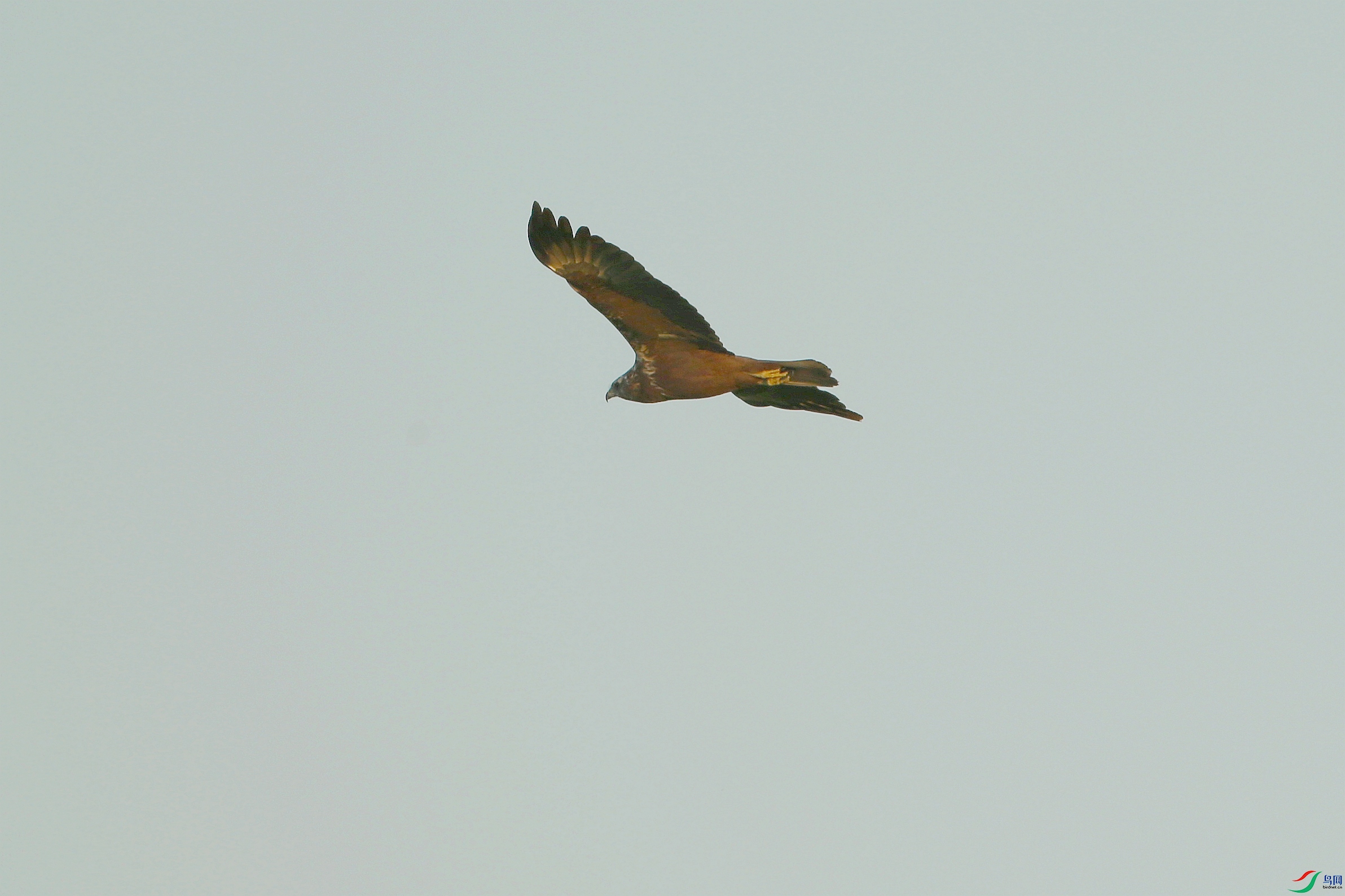 Picture 15829472.jpg