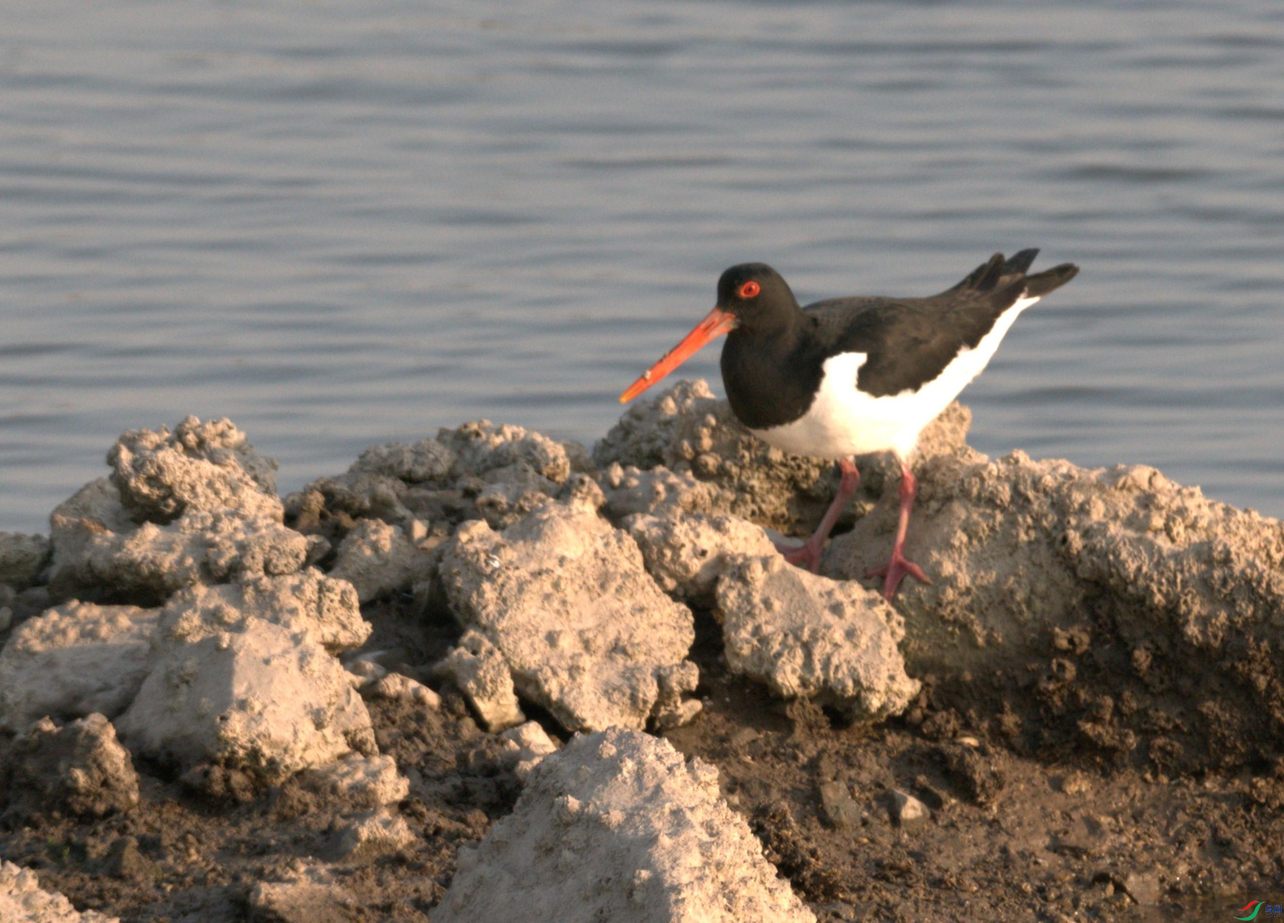 P3220780(1).jpg
