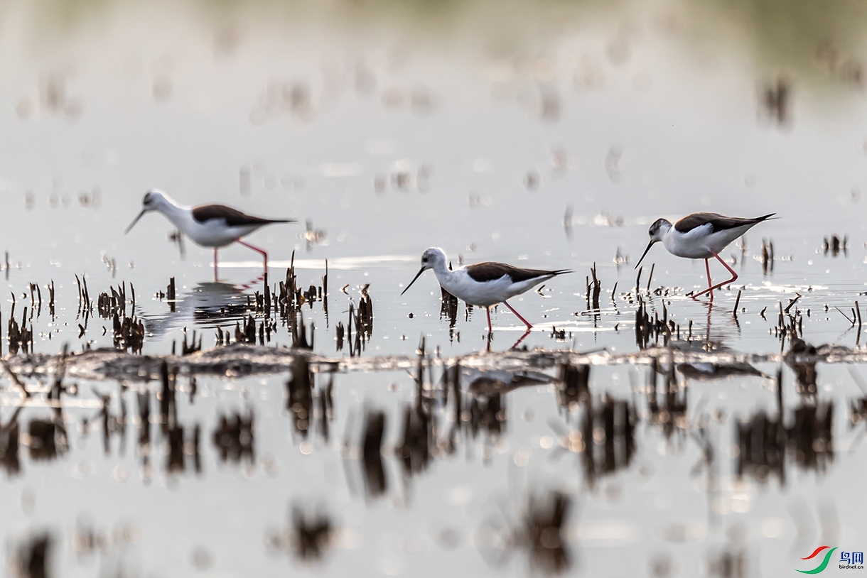 A63I9809_1 ���� 2.jpg