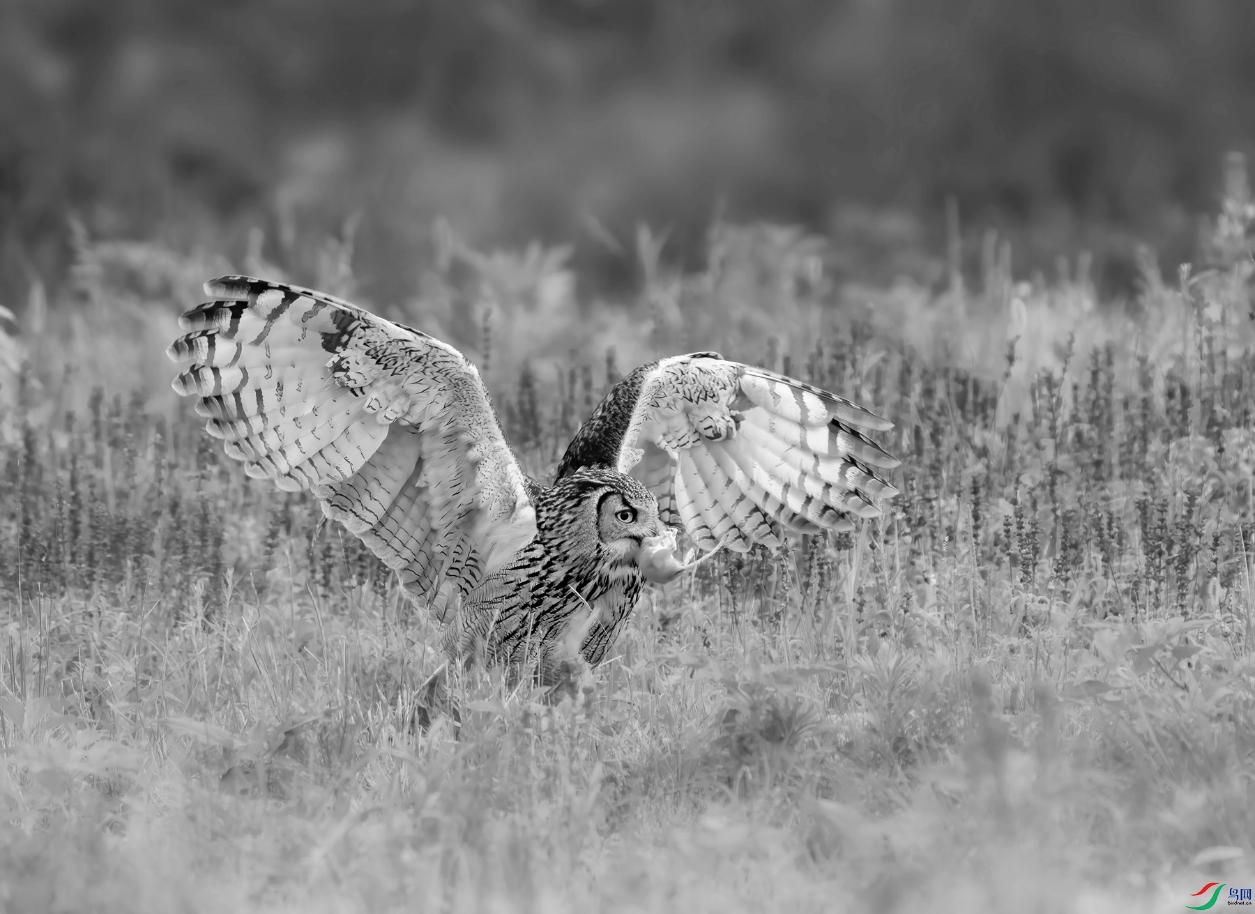 DSC01221 ����_����.jpg