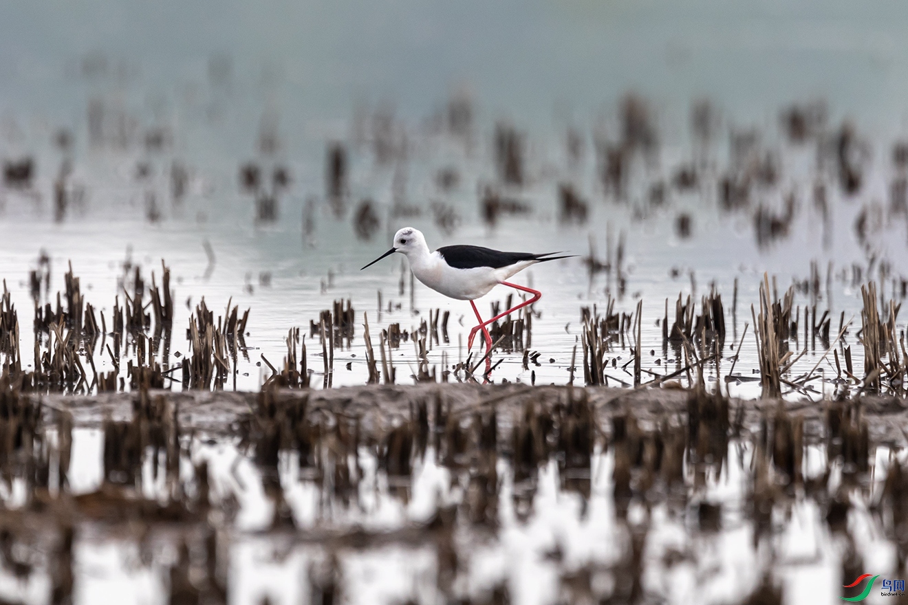 A63I0055 ����.jpg