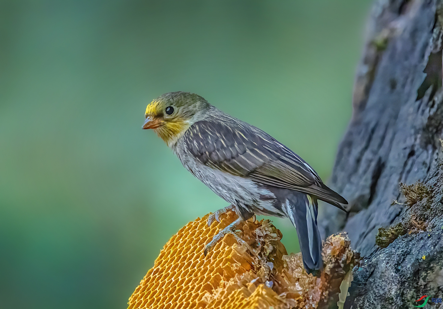 ����������