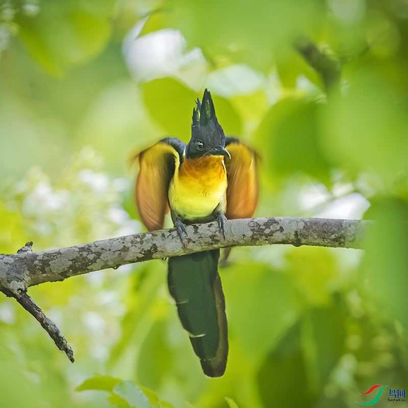 _L4I0095-����ǿ-NR����ͷ��-������� ����.jpg