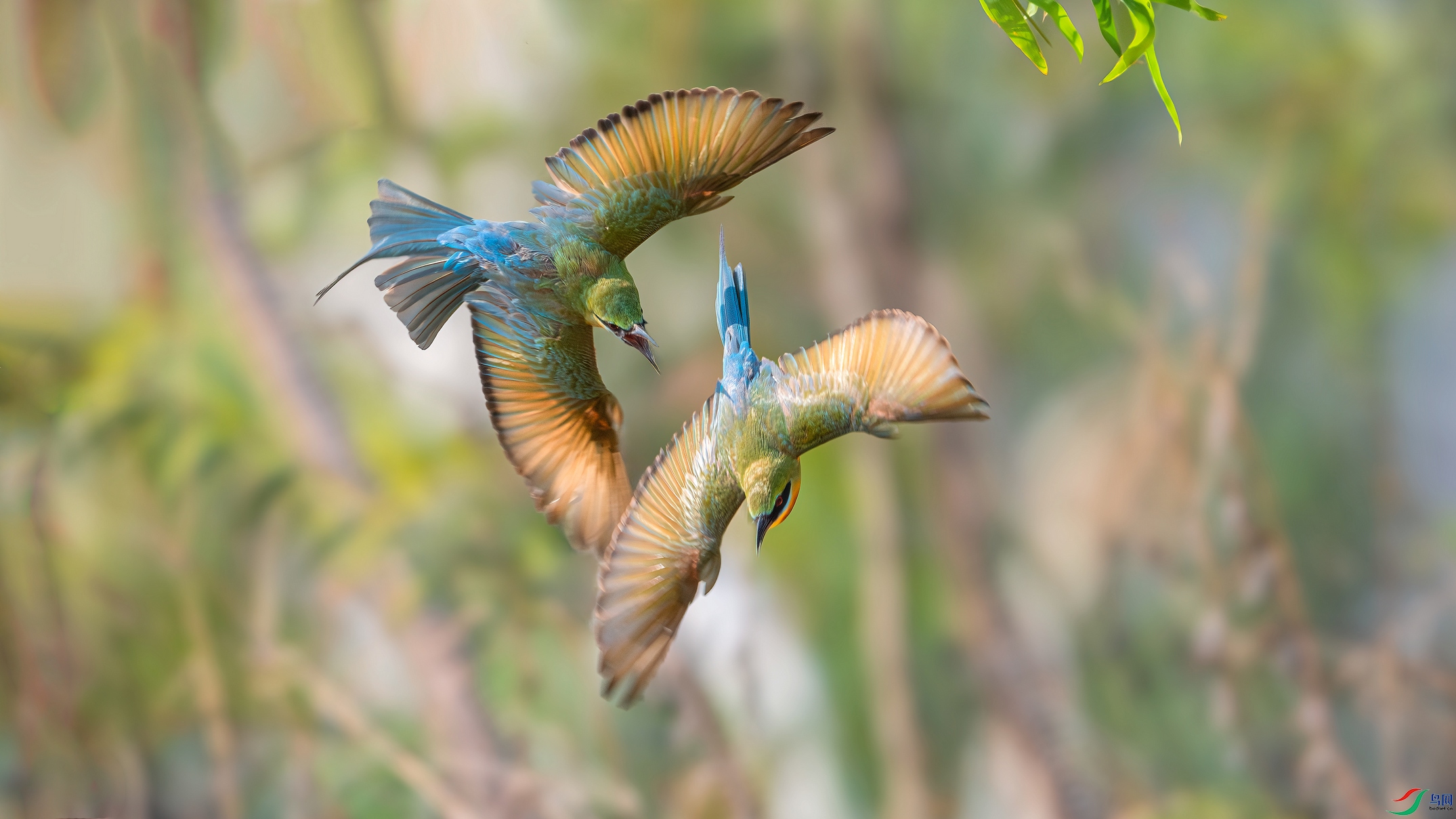 DSC_0196-����ǿ-NR ����001.jpg