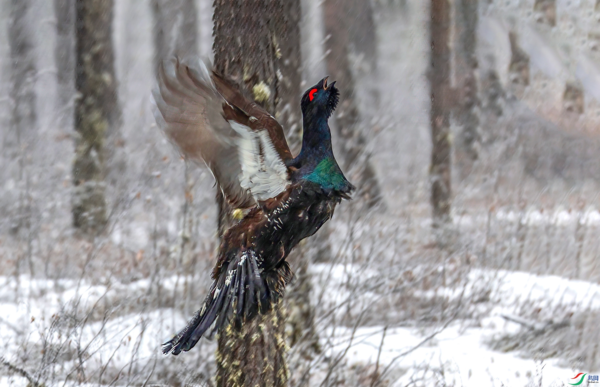 060A5597 ����-Sha----1 .jpg