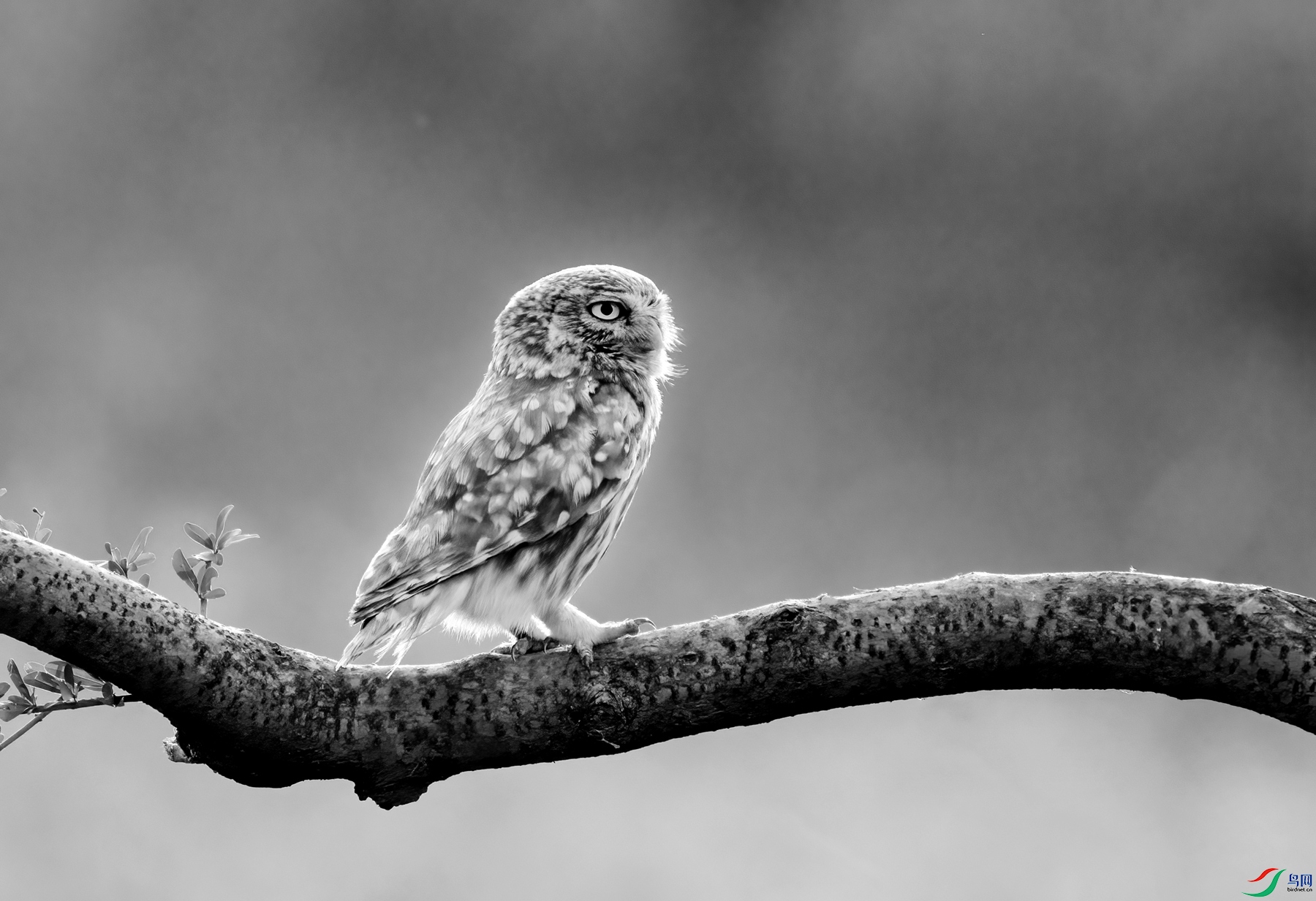 DSC00895 ����_����.jpg