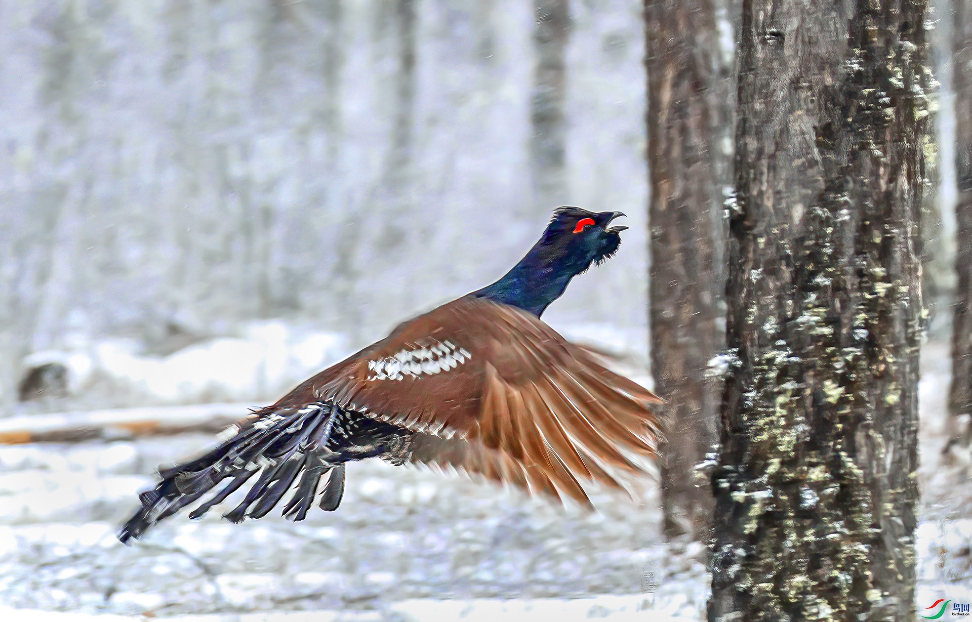 060A6595 ����-Sha----1 .jpg