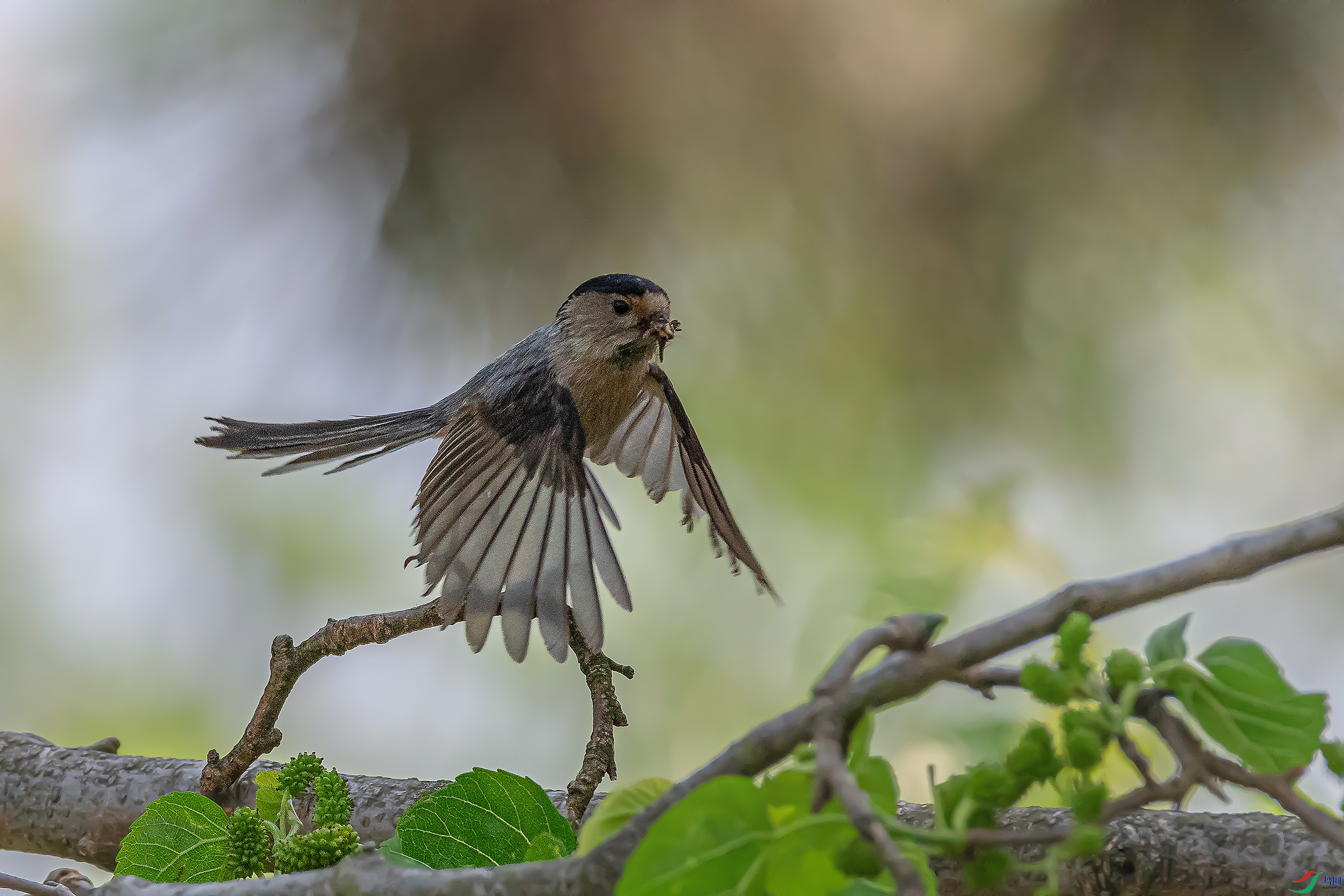 DSC_4597AB.jpg