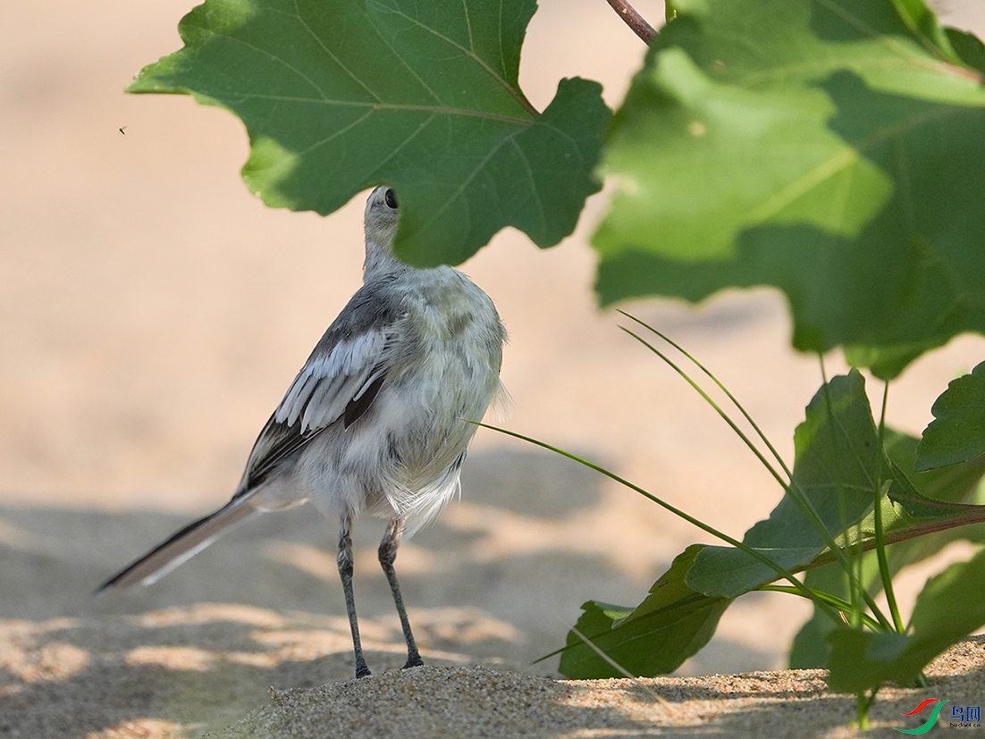 DSC07107 ����.jpg