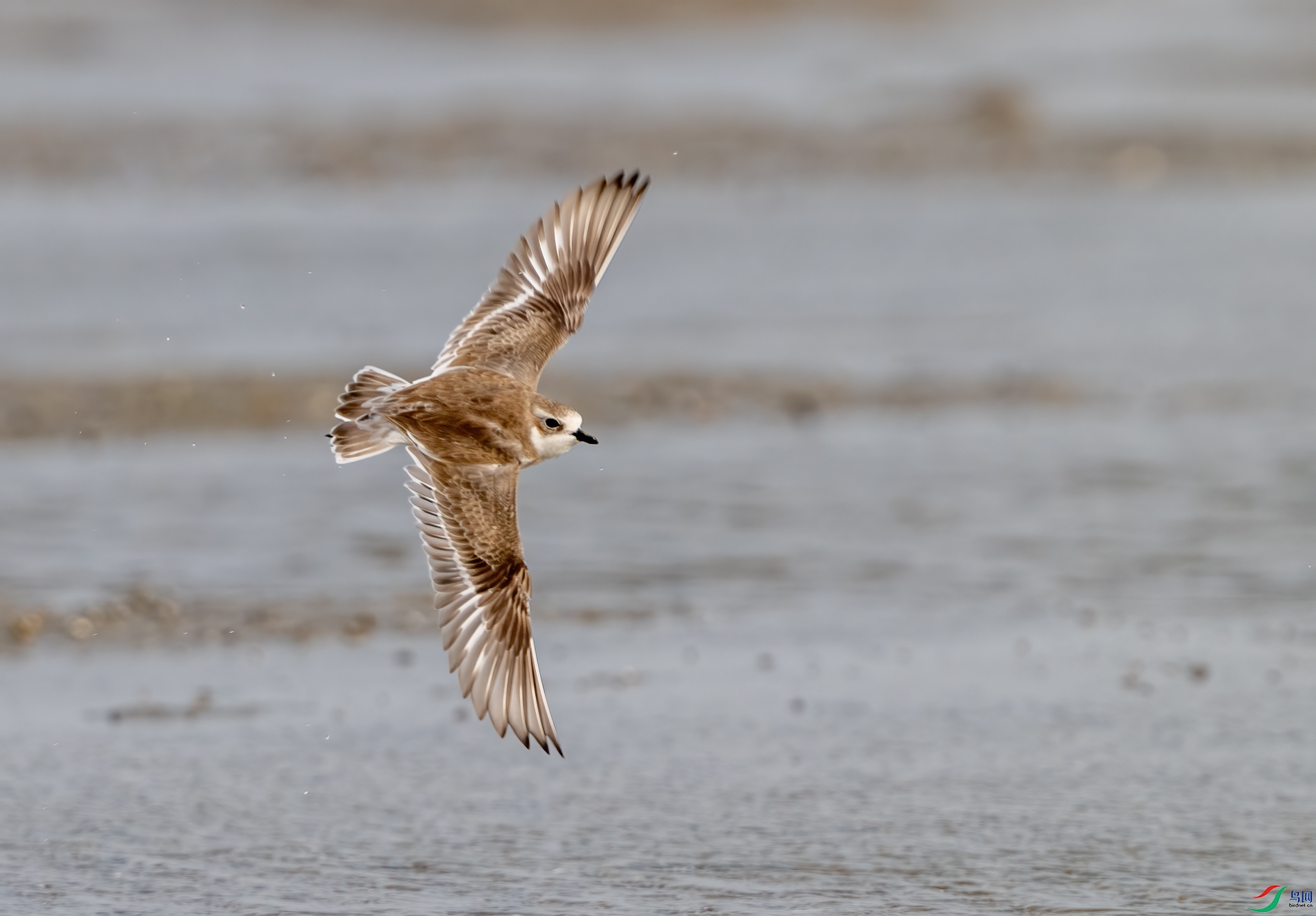 DSC_9540-1.jpg