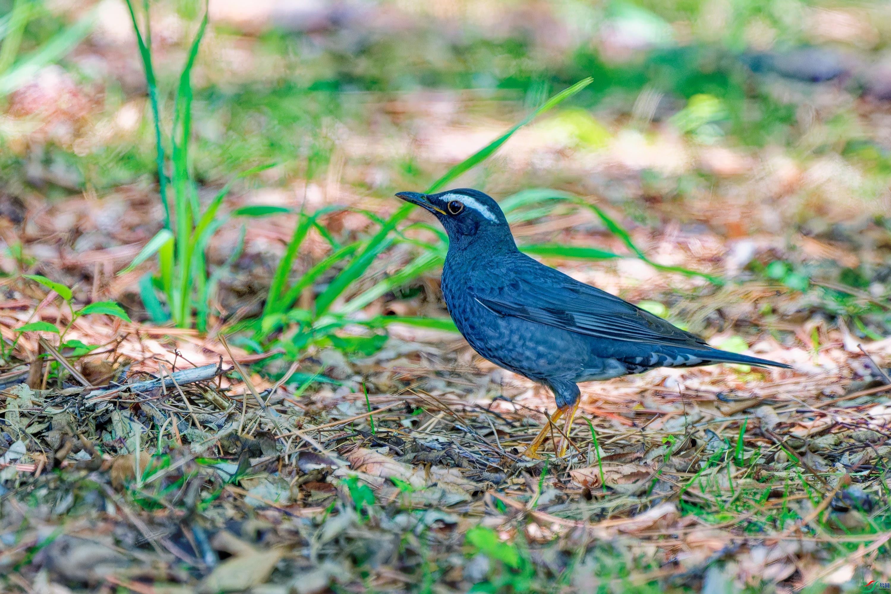 DSC_1351.jpg