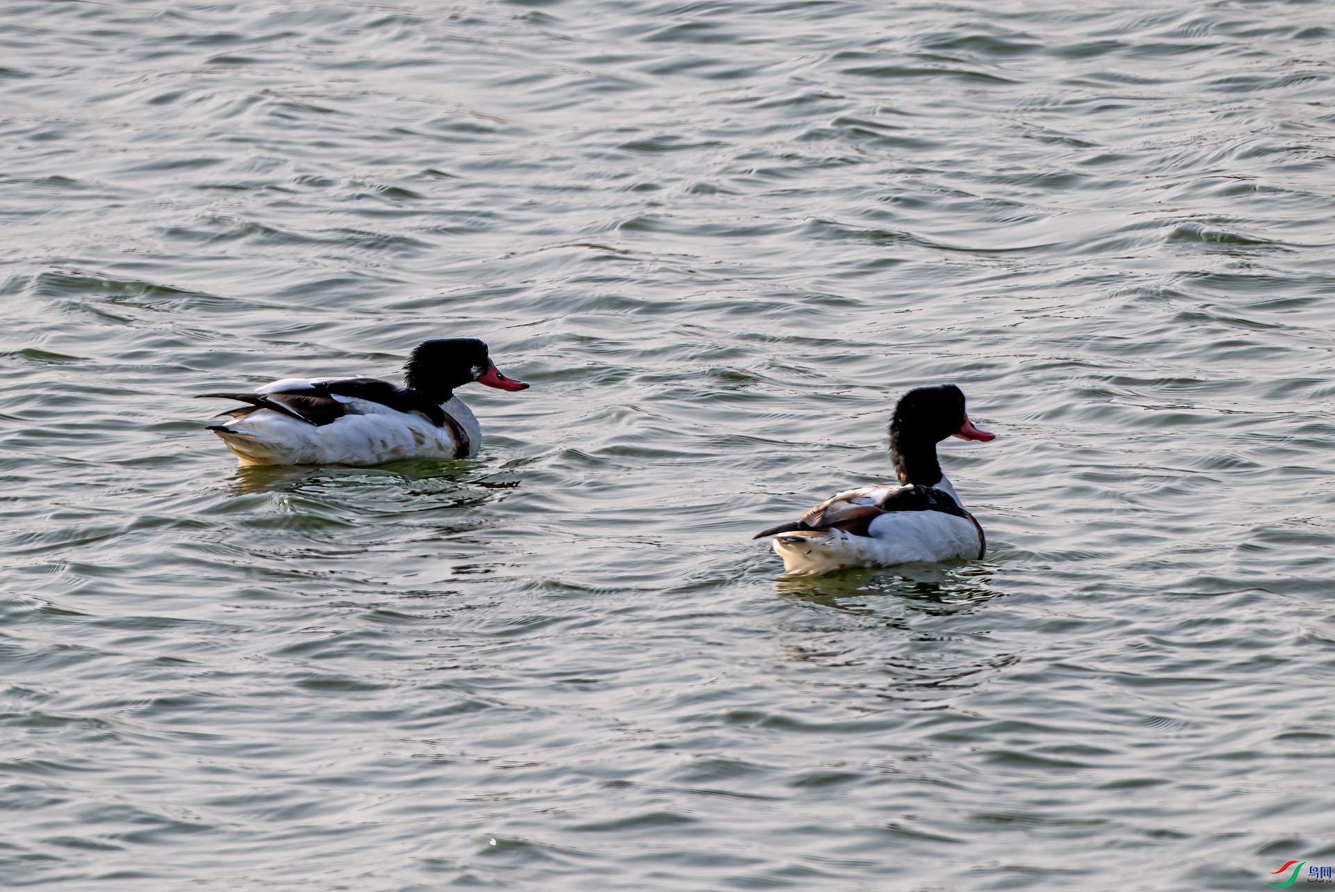 DSC_2390-11.jpg