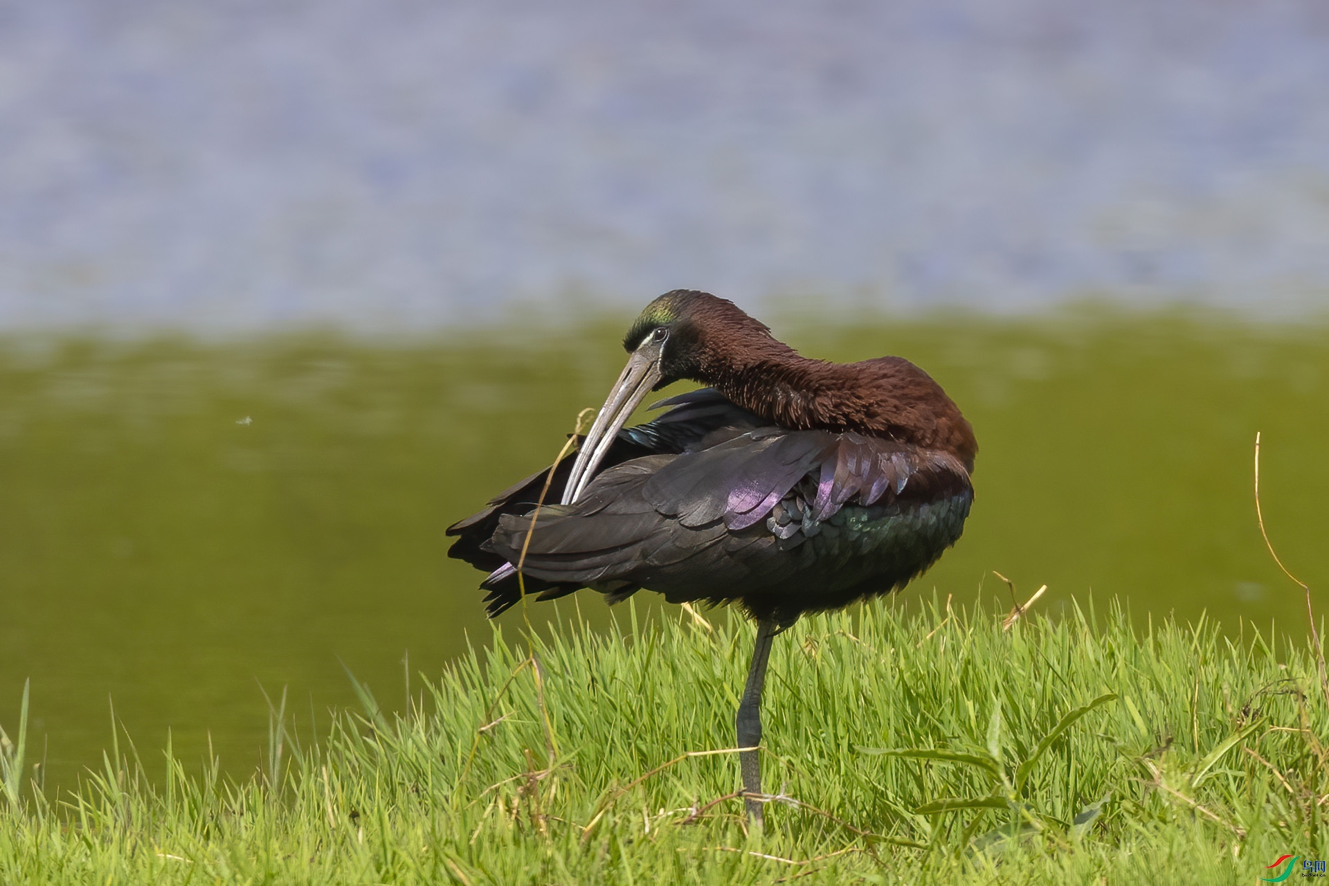 �����q����