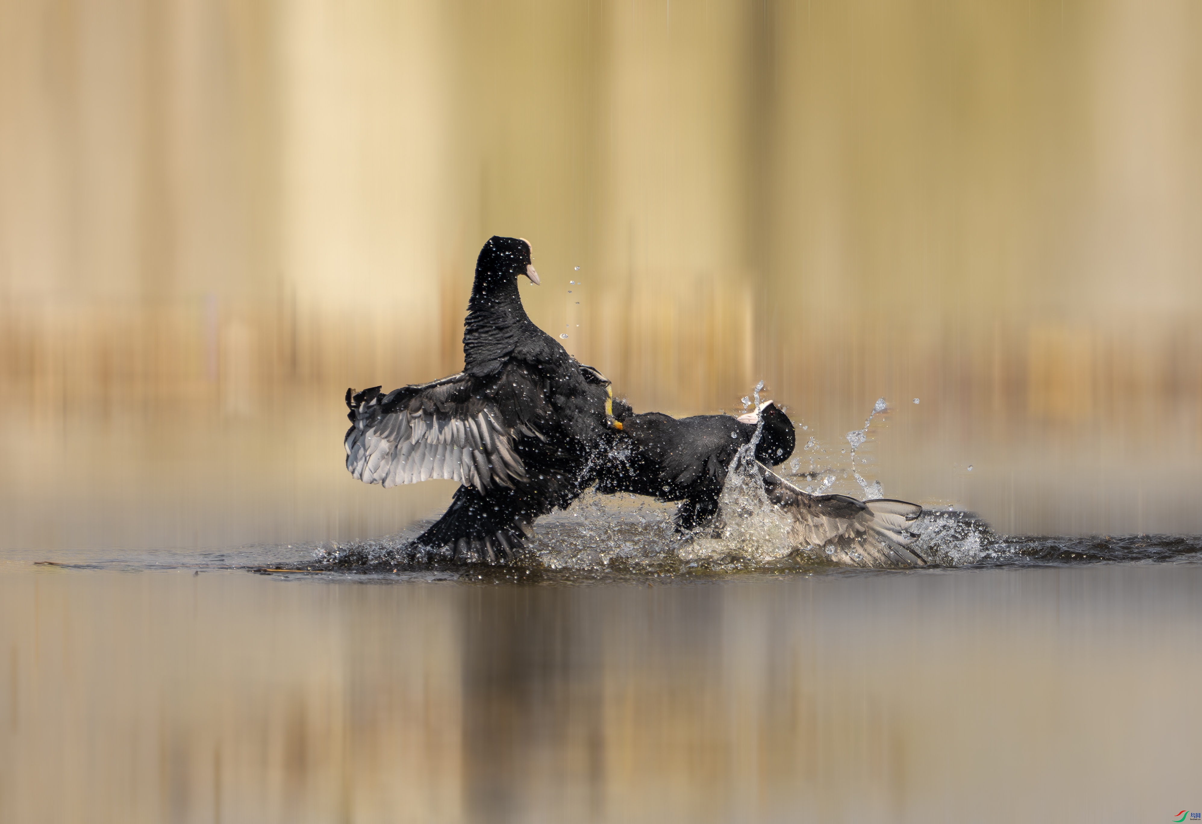 DSC08850-����ǿ-NR ����.jpg