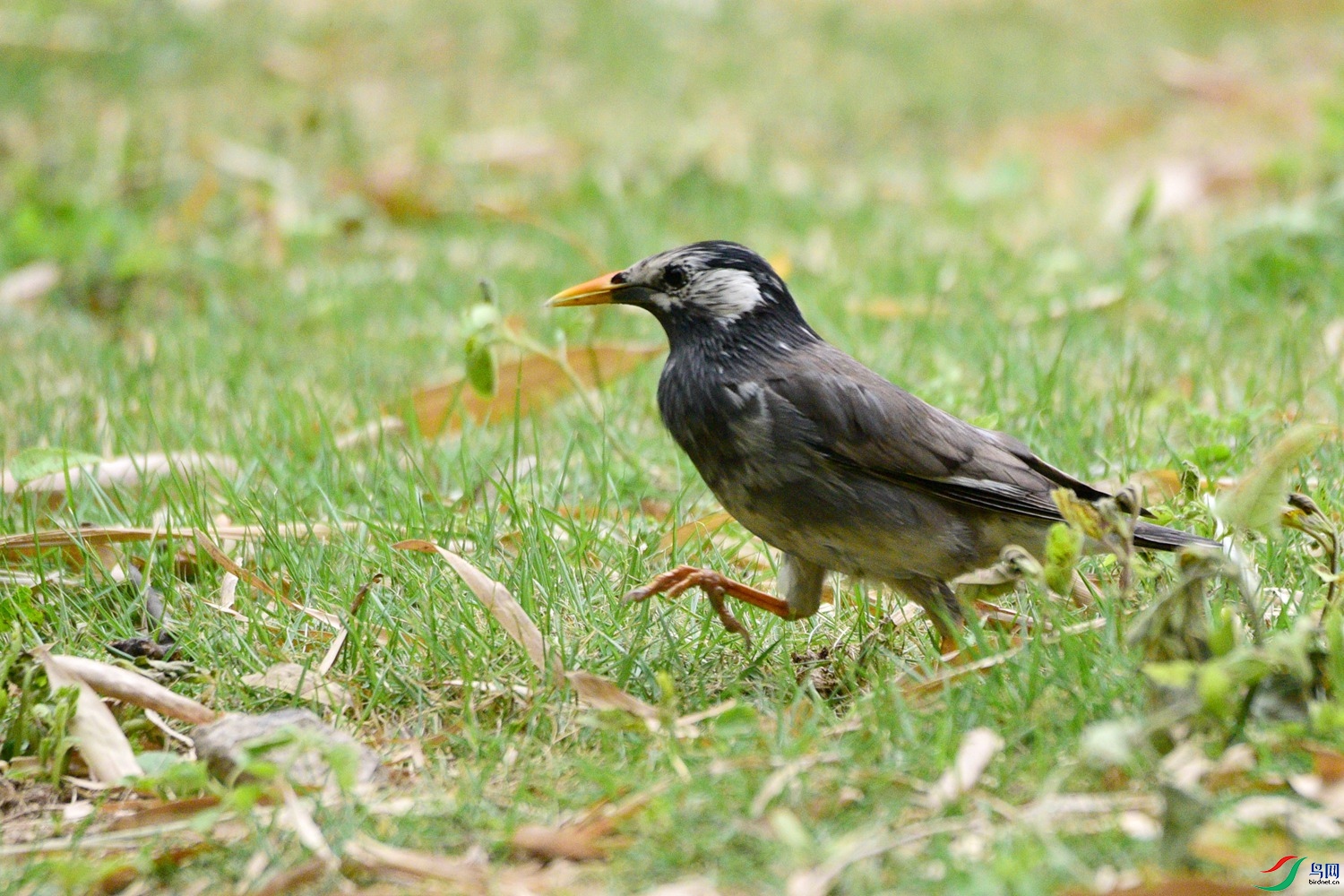 DSC_0572.JPG