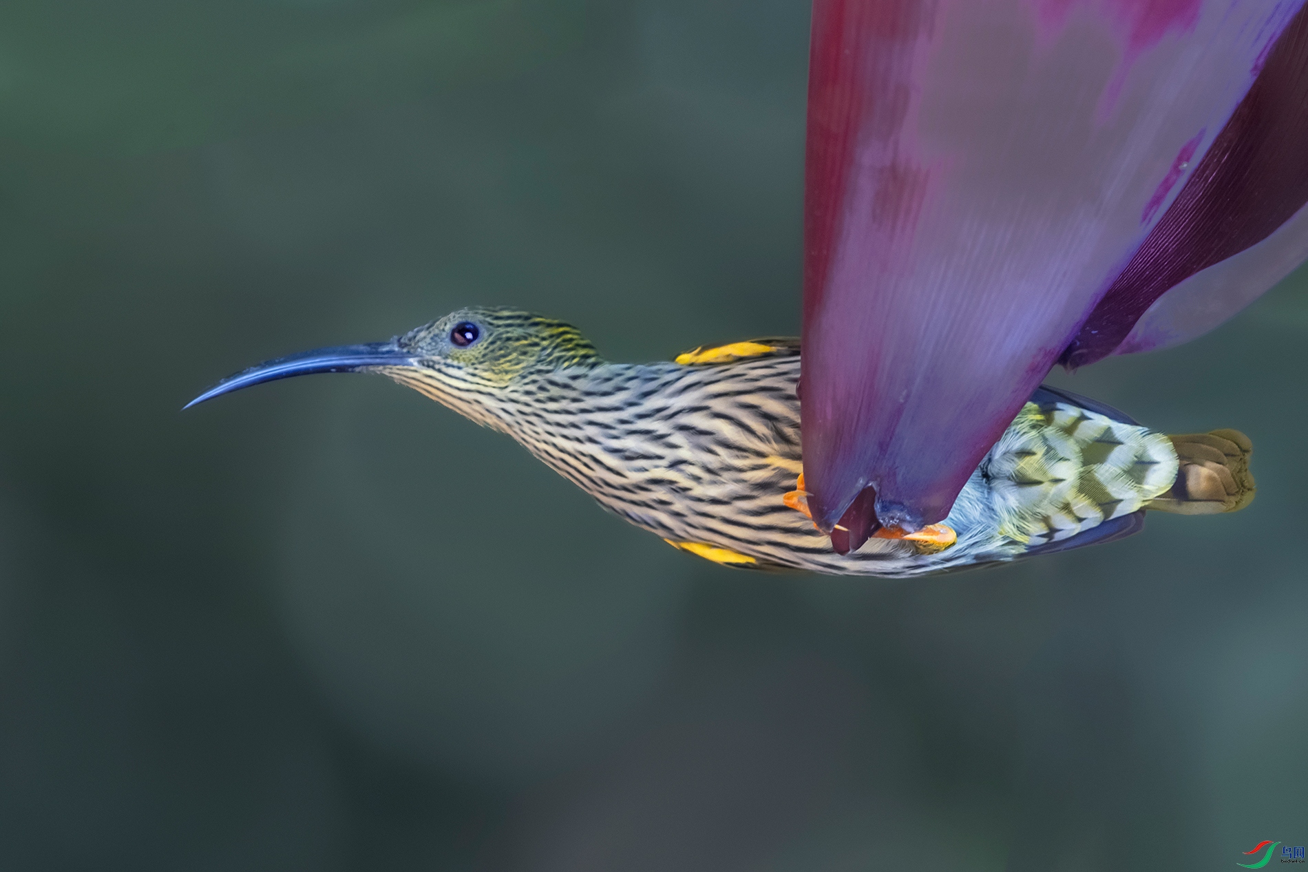 �Ʊ�������----����̽��С����