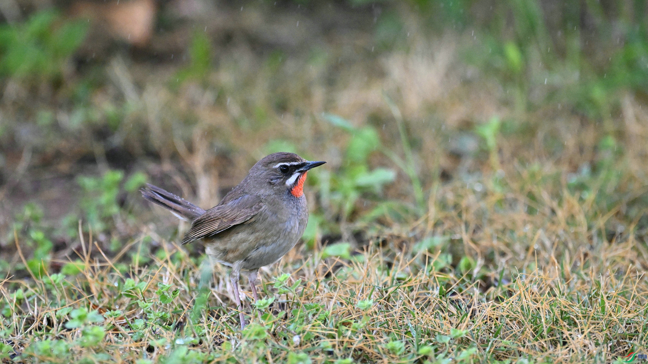 DSC_4228.JPG