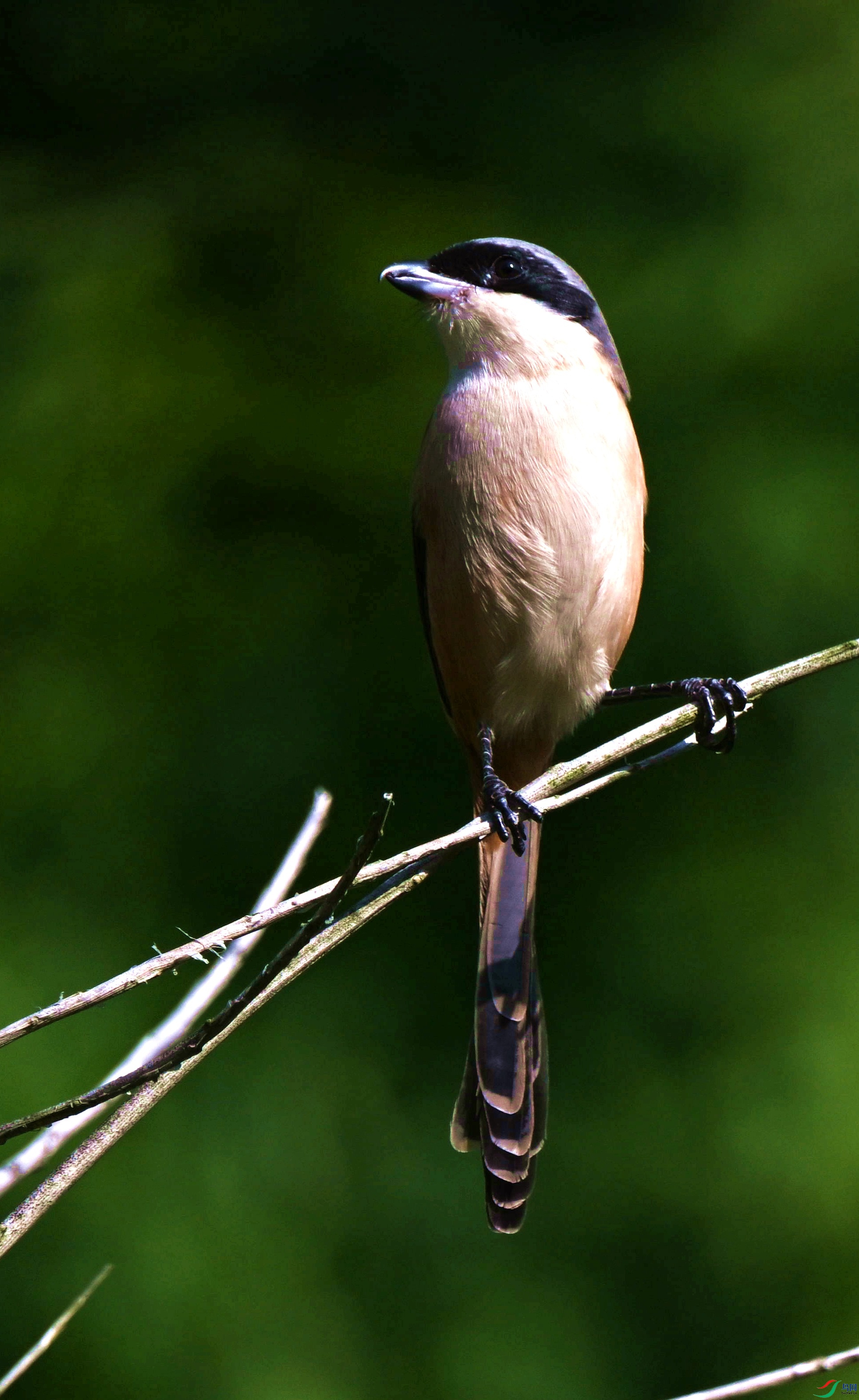 DSC_0475.jpg