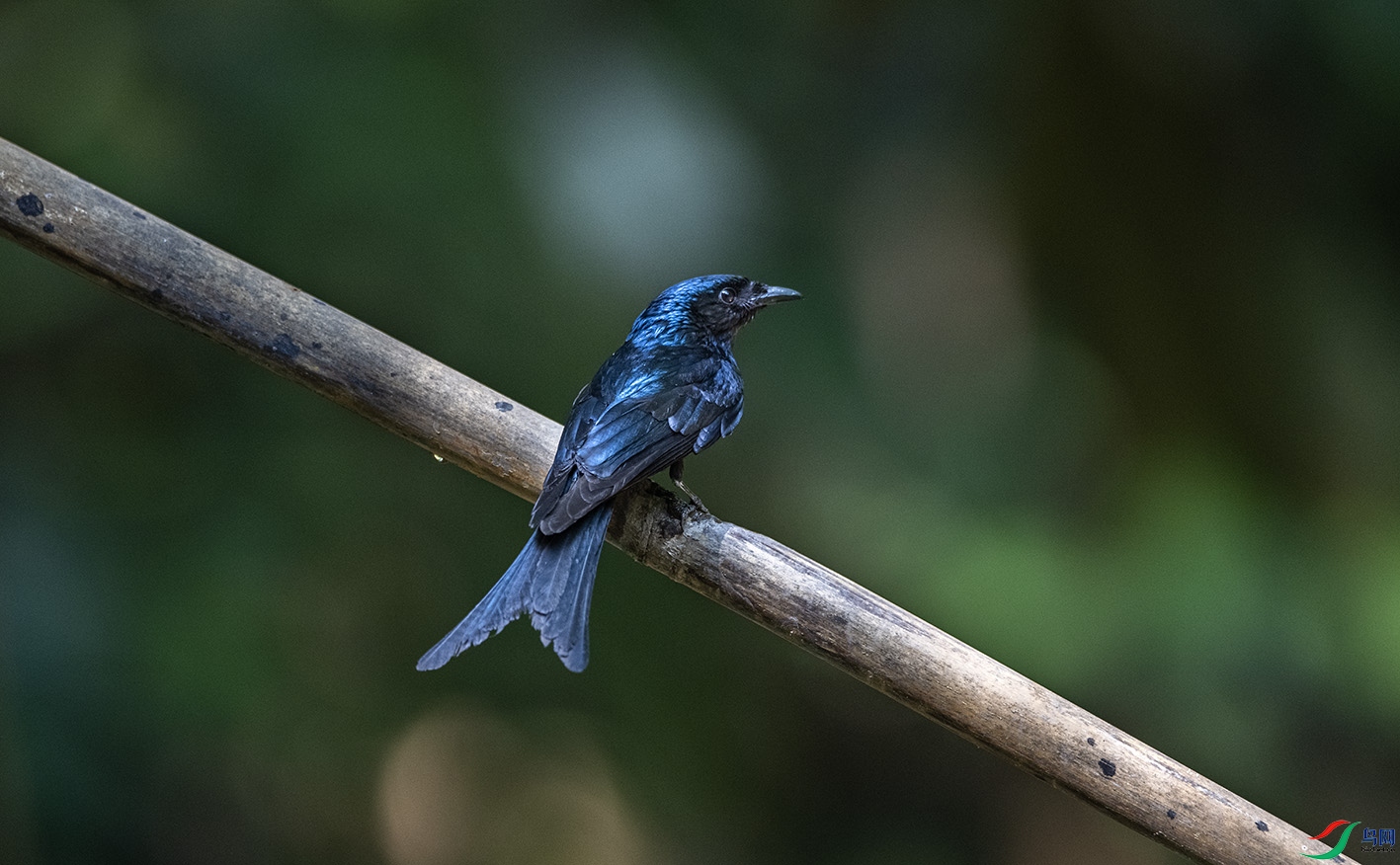 DSC_9736 ����.jpg