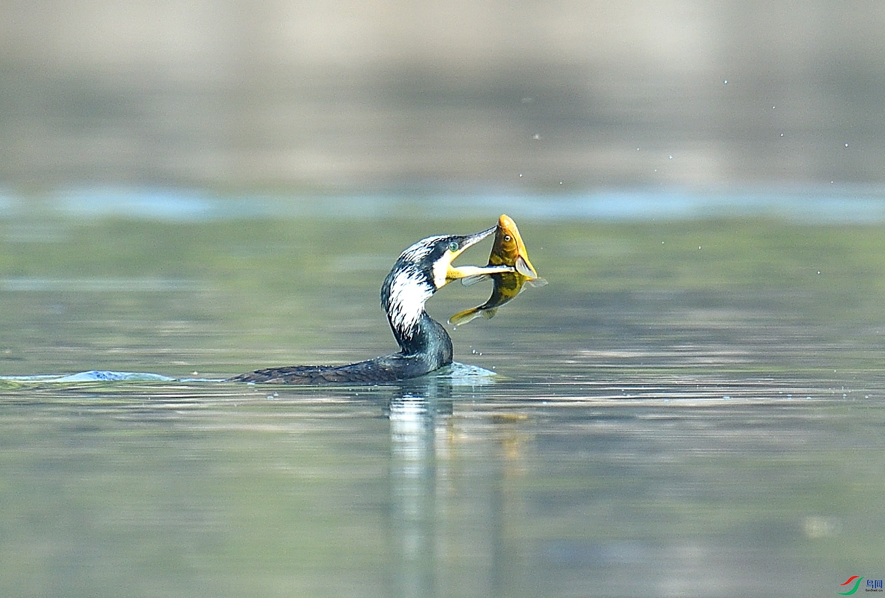 DSC_9833.JPG
