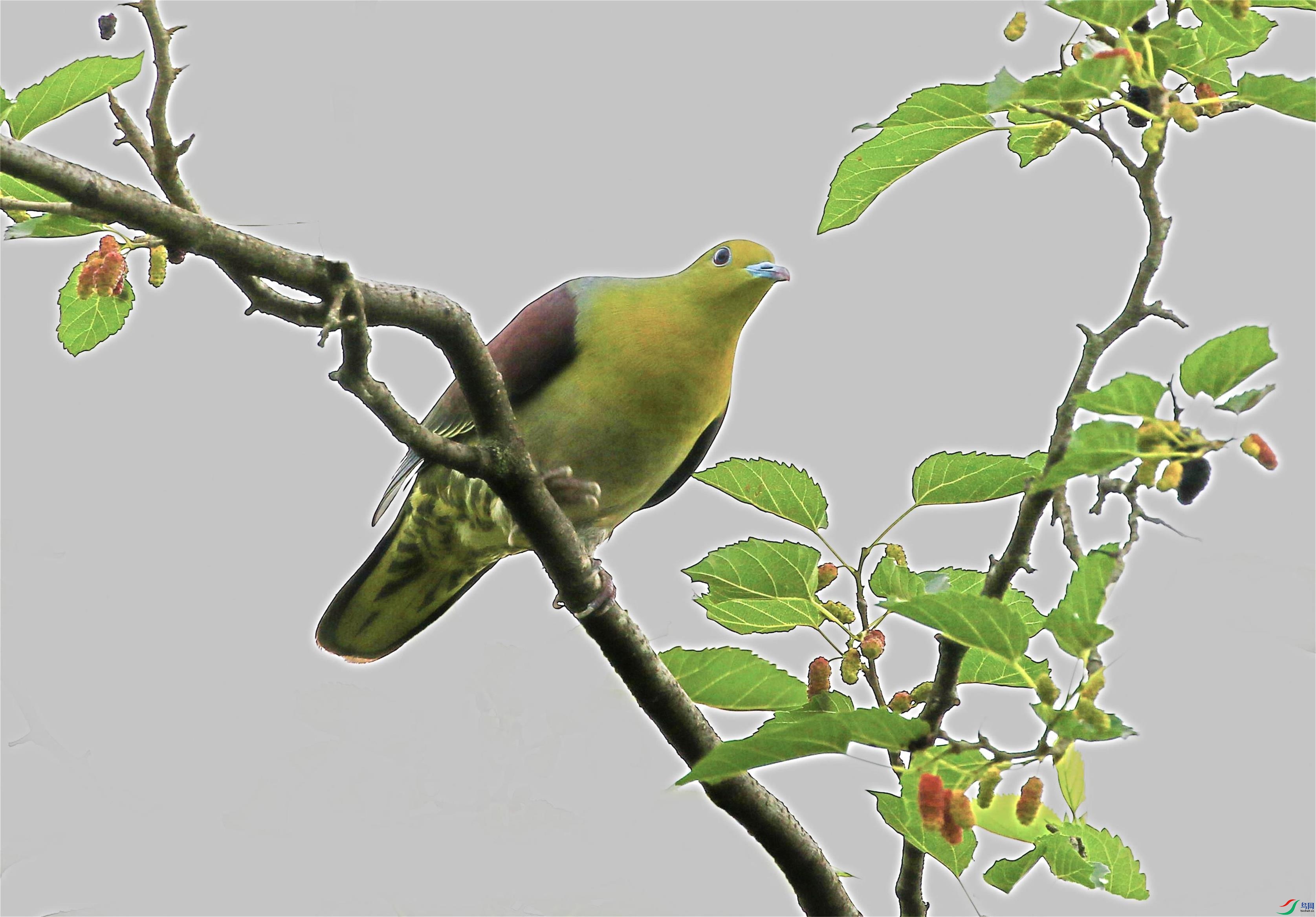 A33A0010.JPG