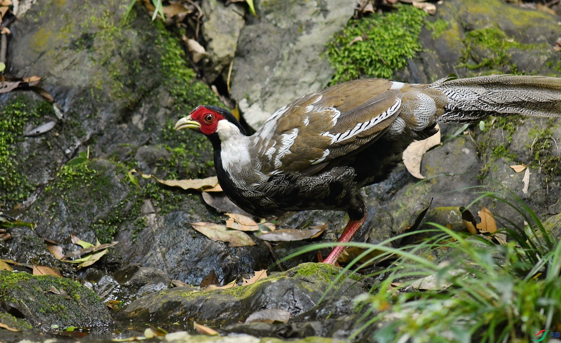 DSC_2981.jpg