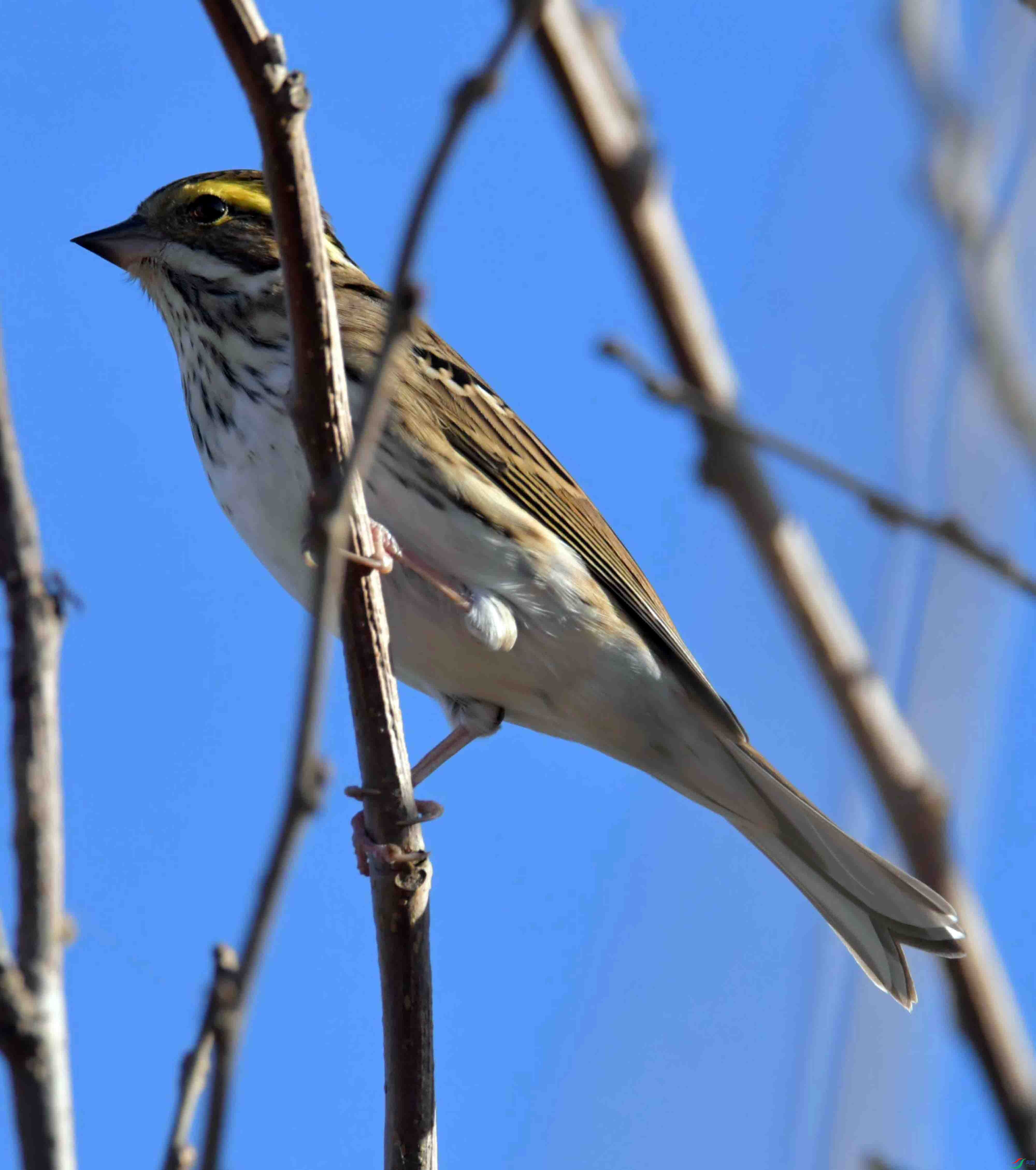DSC_2099.JPG