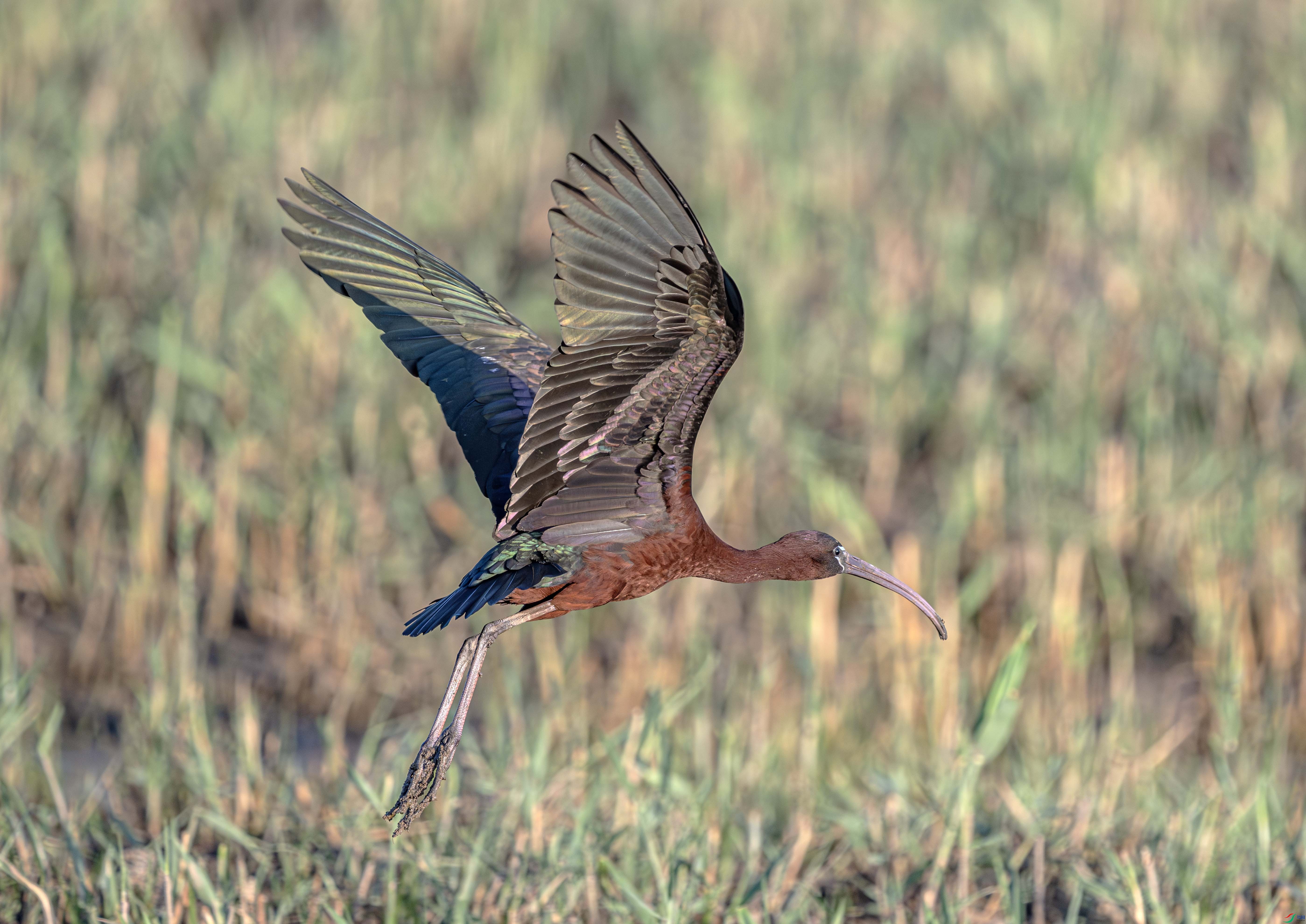 DSC_0103-����ǿ-NR ����.jpg