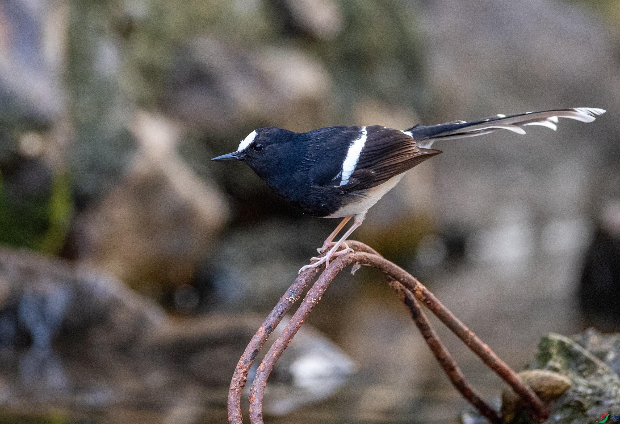 DSC_3748С��.JPG
