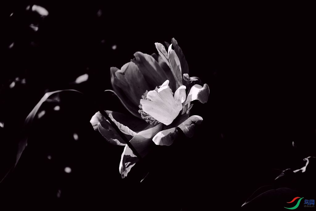 �ڰ���ҩ1     3145.jpg