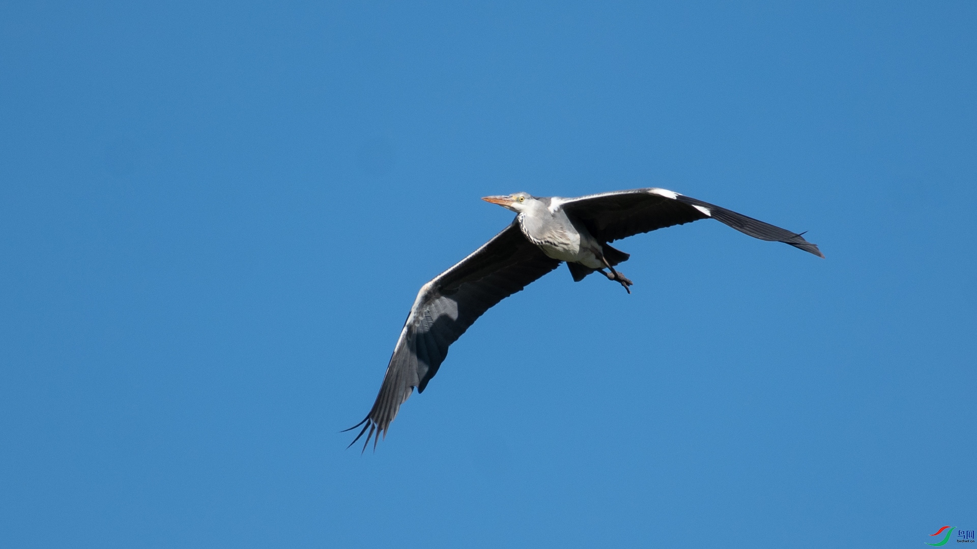 _DSC6204.jpg