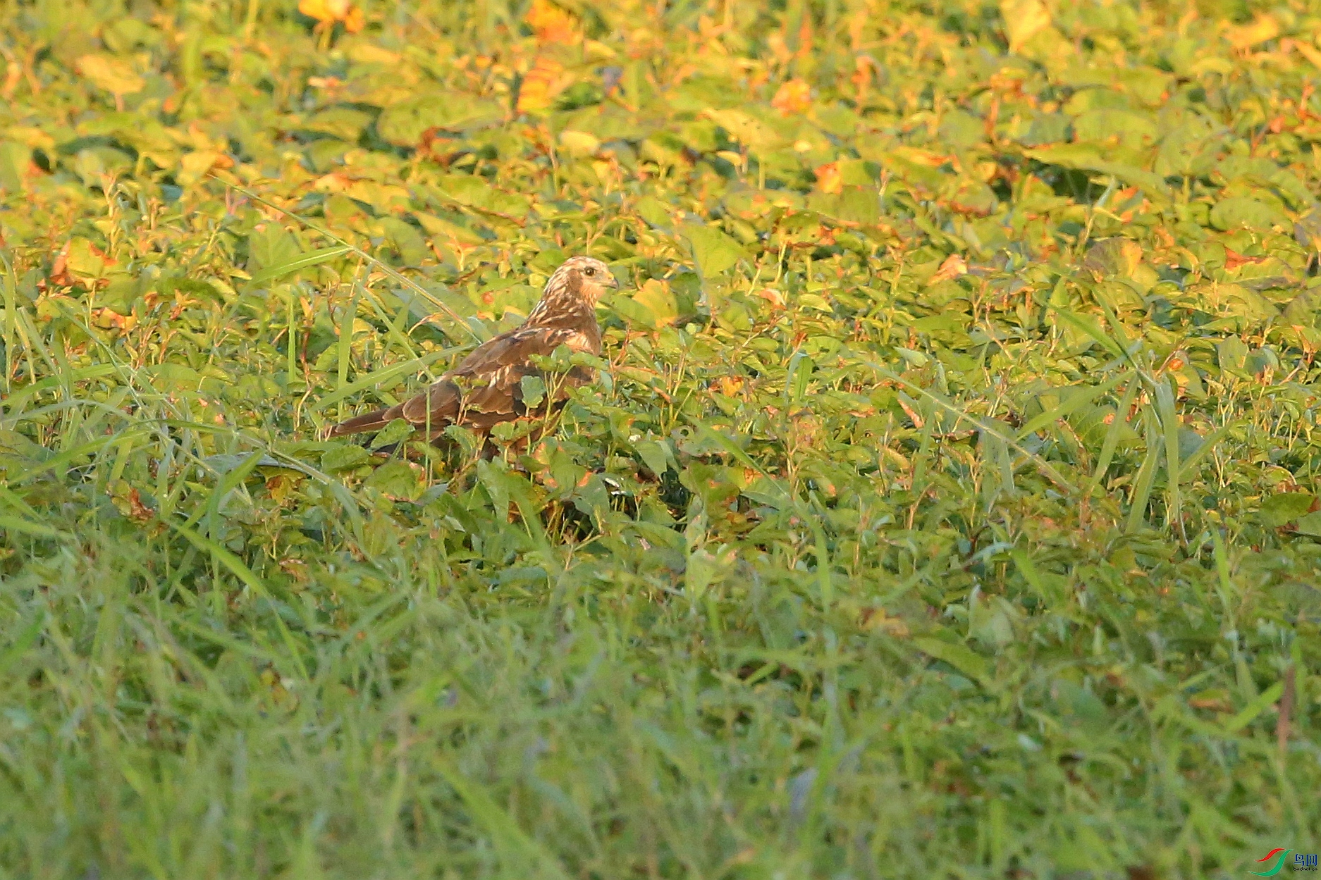 Picture 15760912.jpg